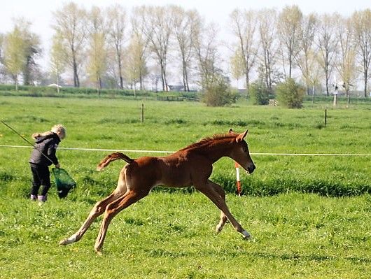 zangersheide fokmerrie merrie 8 years old vos for sale - Photo 3