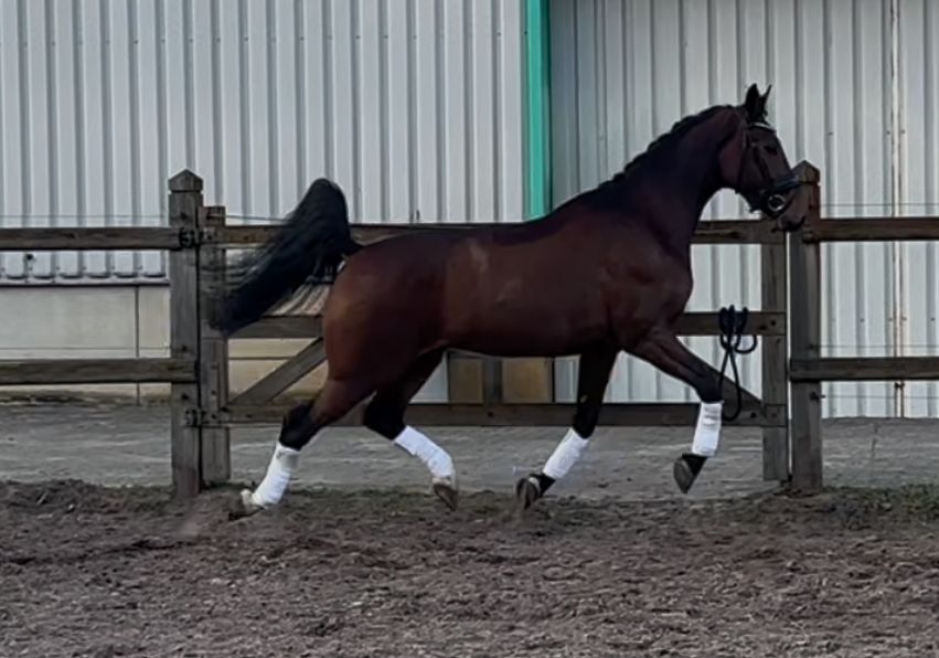kwpn tuigpaard ruin 5 år donkerbruin till salu - Foto 4