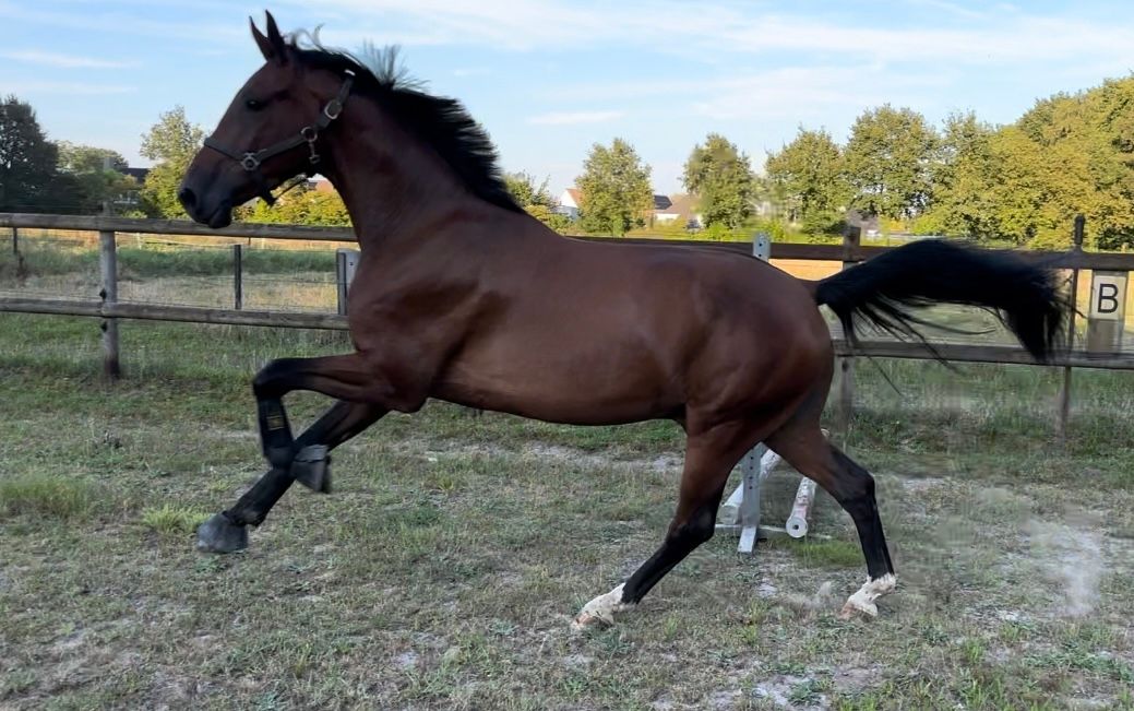 kwpn tuigpaard ruin 5 år donkerbruin till salu - Foto 2