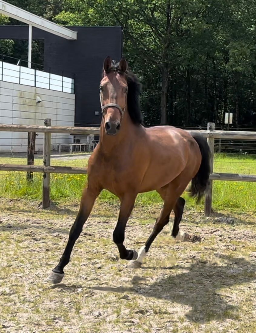 kwpn tuigpaard ruin 5 år donkerbruin till salu - Foto 3