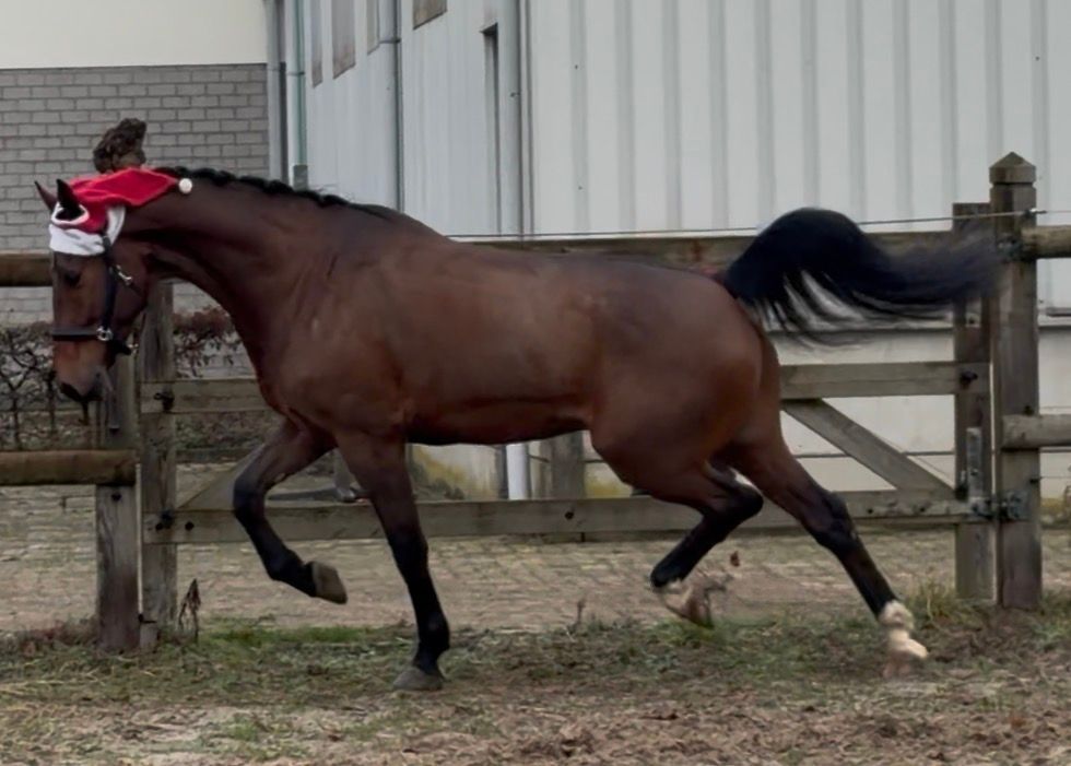 kwpn tuigpaard ruin 5 anos donkerbruin à venda - Foto 6