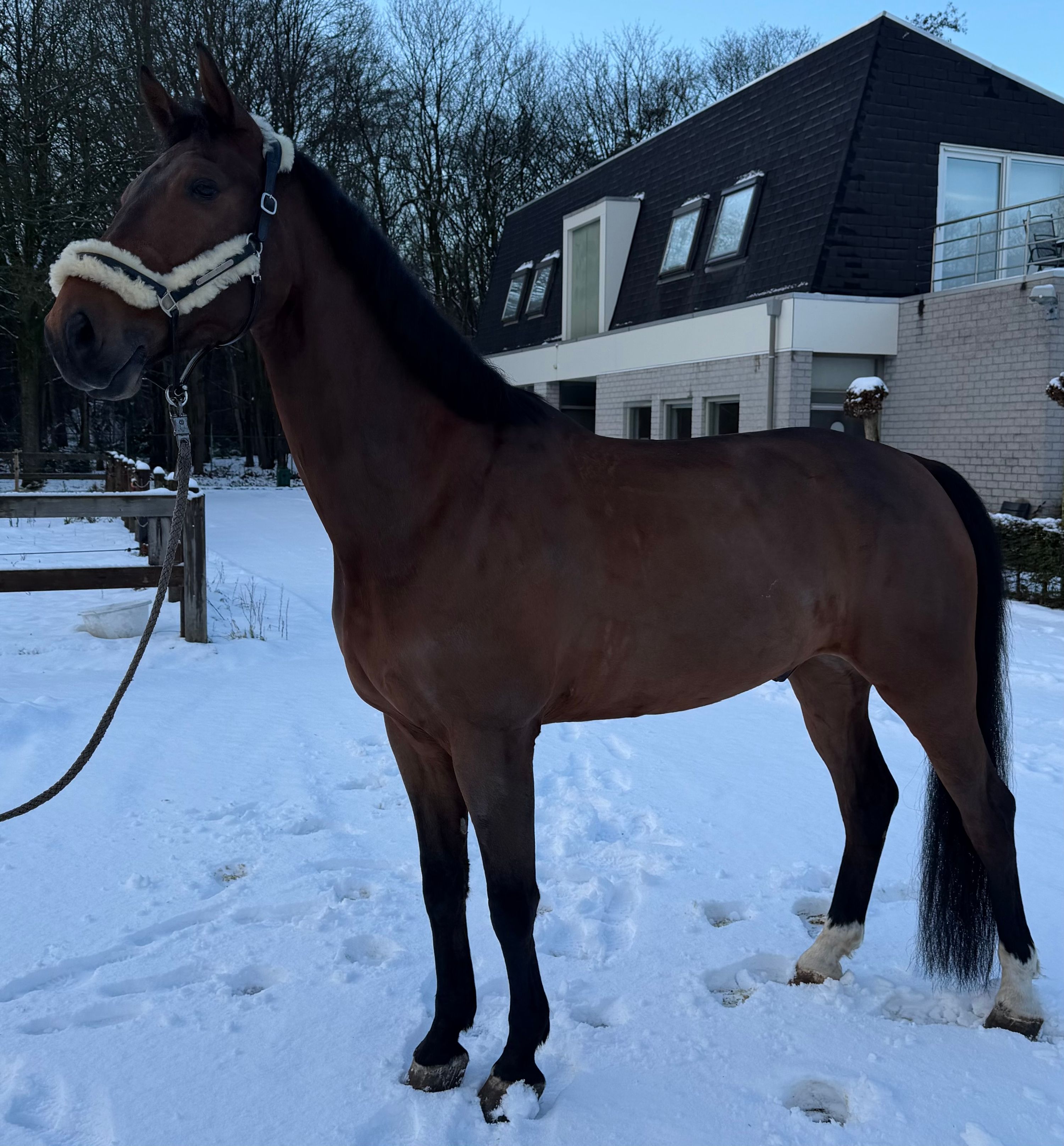 kwpn tuigpaard ruin 5 år donkerbruin till salu - Foto 6
