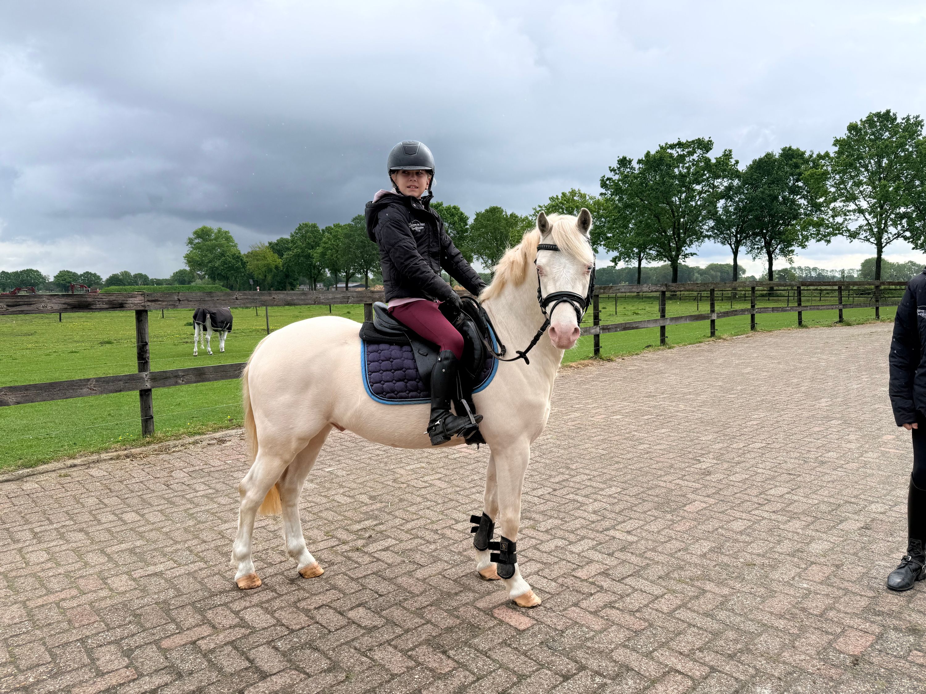 welsh allround-pony ruin 4 år andere-kleur till salu - Foto 4
