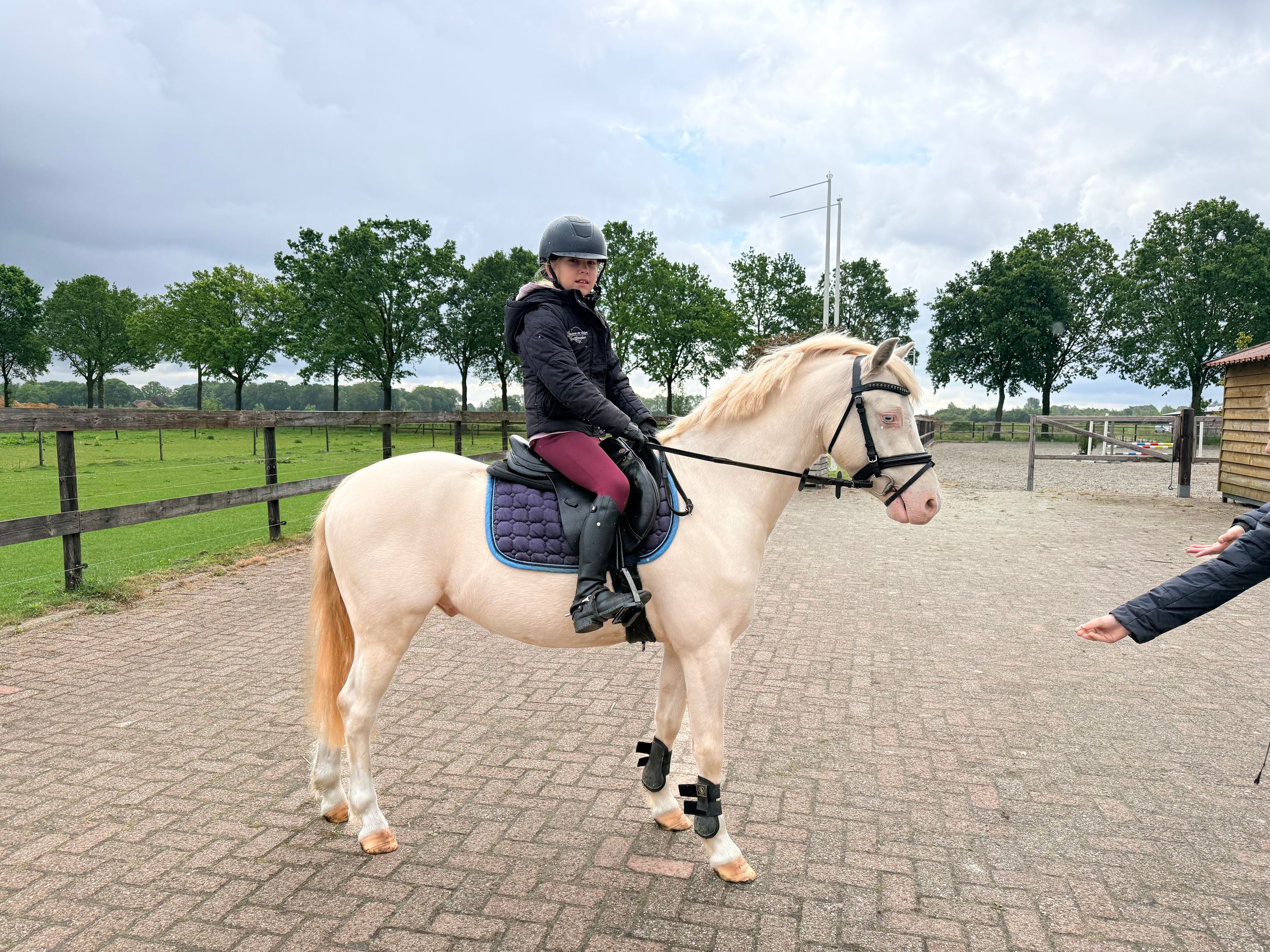 welsh allround-pony ruin 4 år andere-kleur till salu - Foto 3