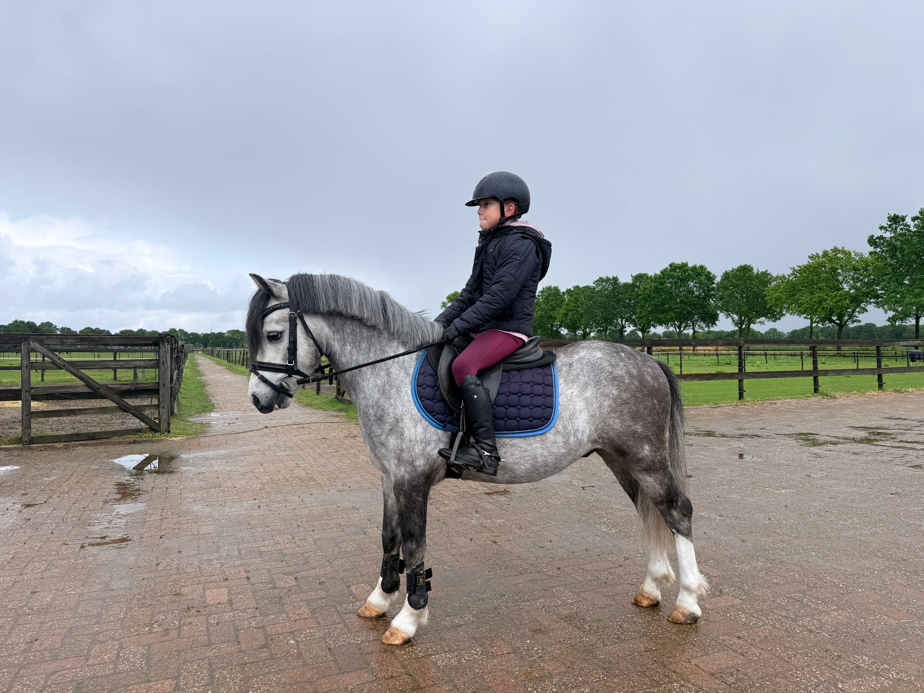 welsh allround-pony ruin 4 år andere-kleur till salu - Foto 2