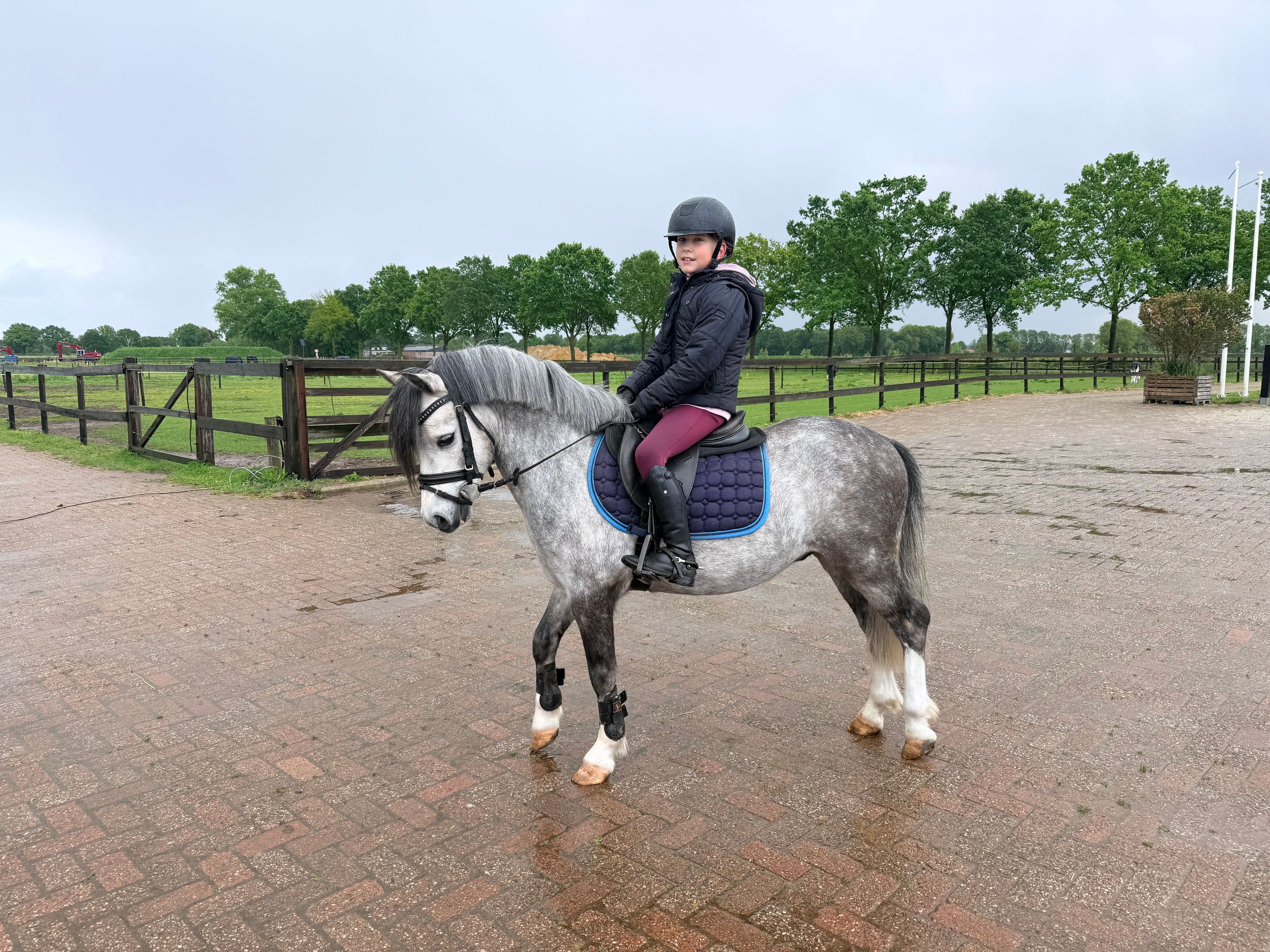 welsh allround-pony ruin 4 år andere-kleur till salu - Foto 6