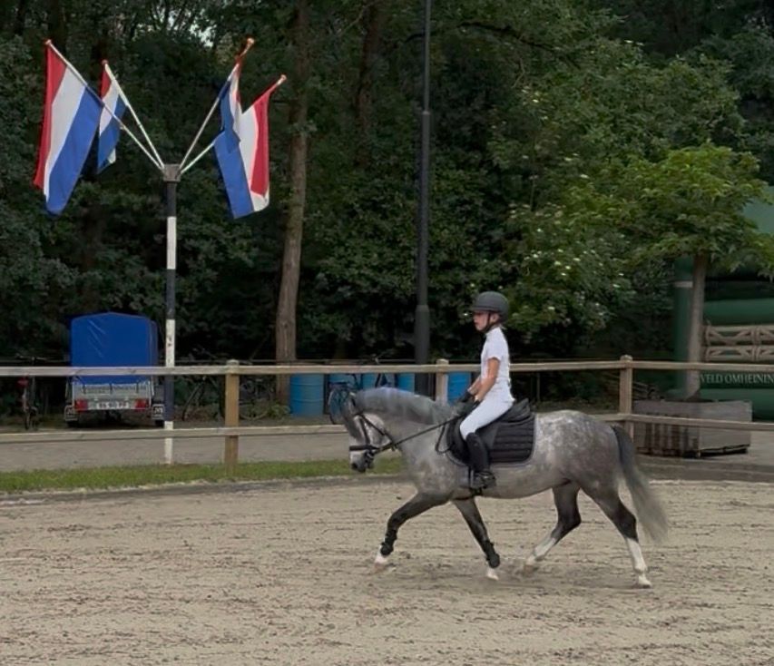 welsh allround-pony ruin 4 år andere-kleur till salu - Foto 5