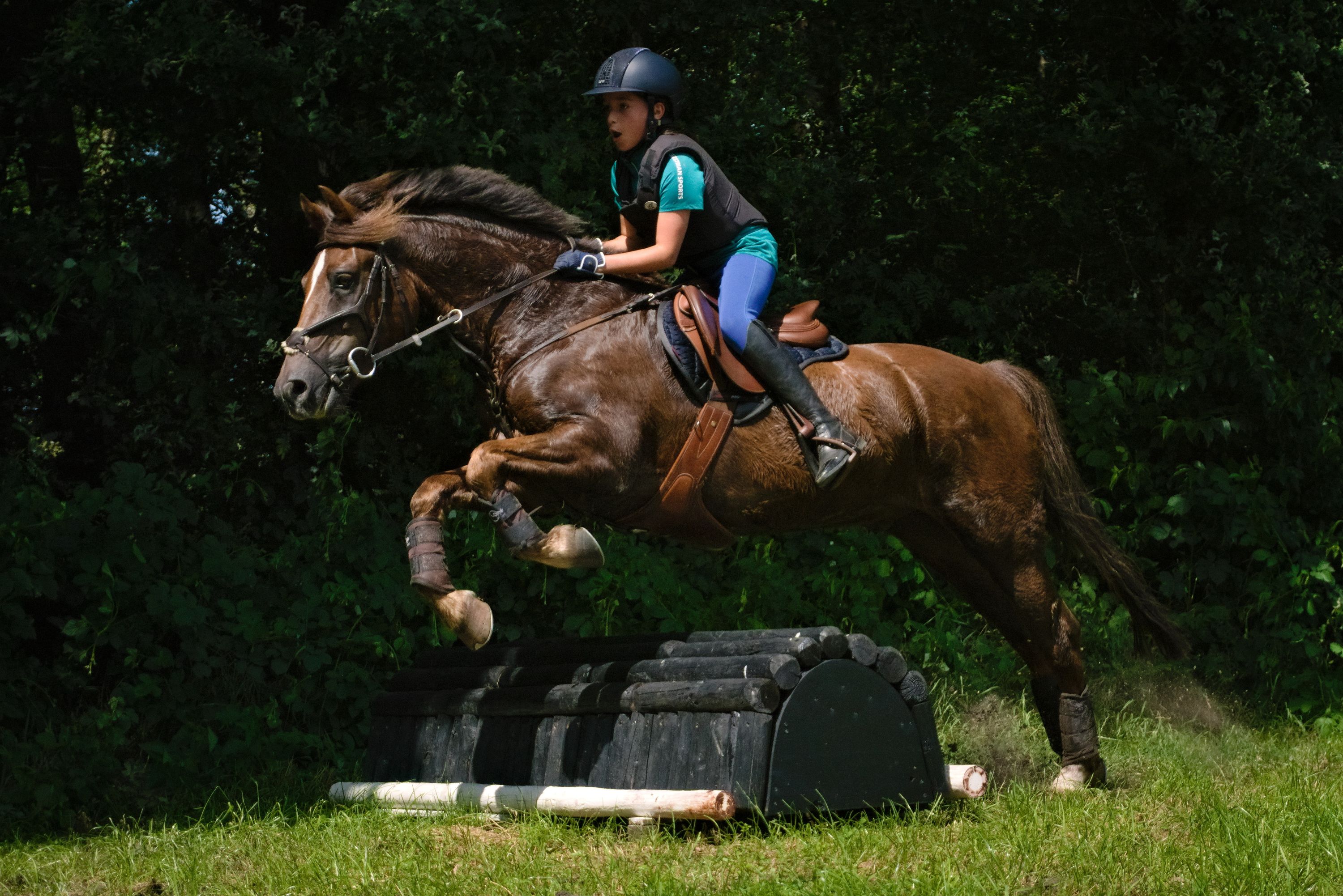 new-forest allround-pony ruin 14 years old vos for sale - Photo 6