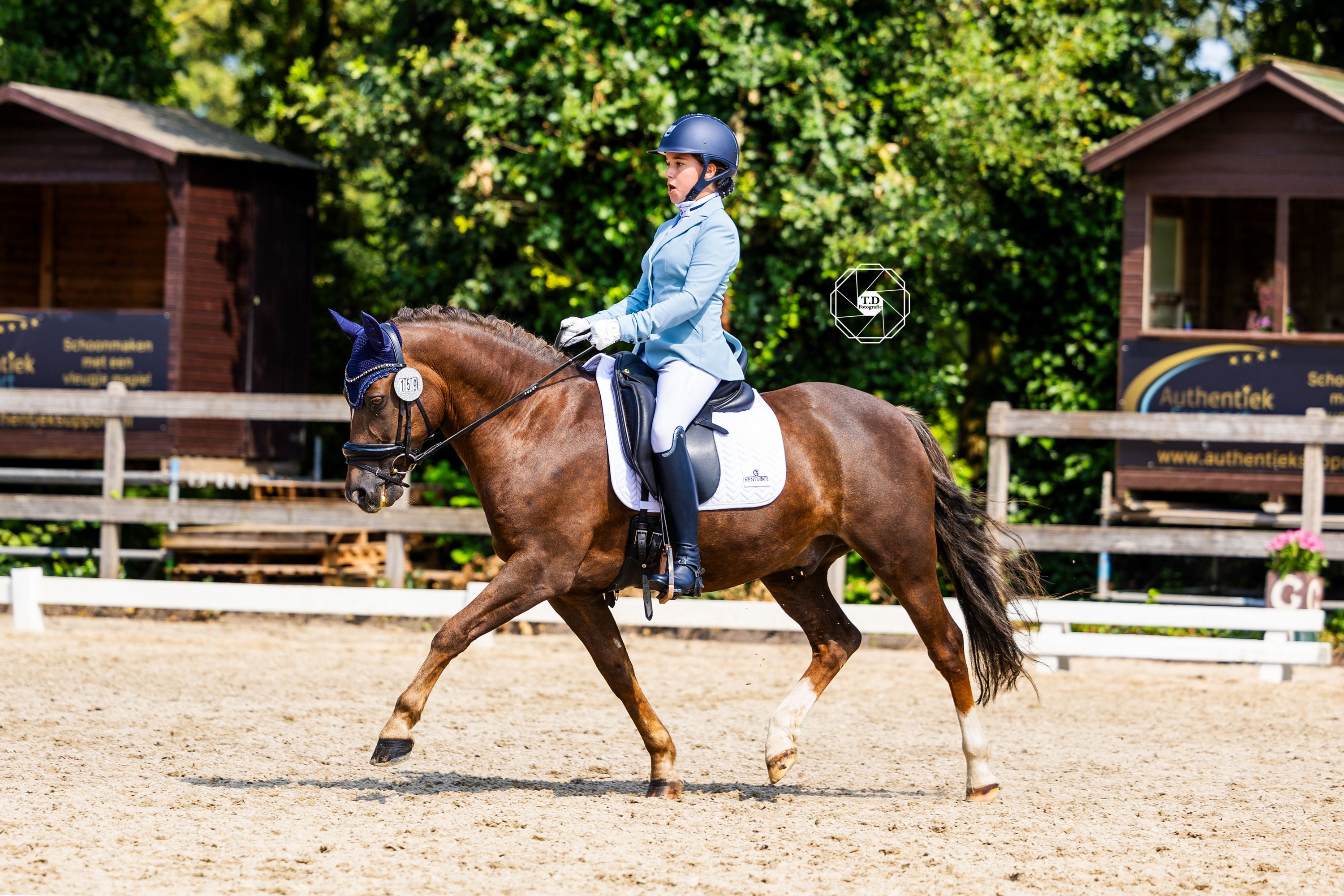 new-forest allround-pony ruin 14 years old vos for sale - Photo 4