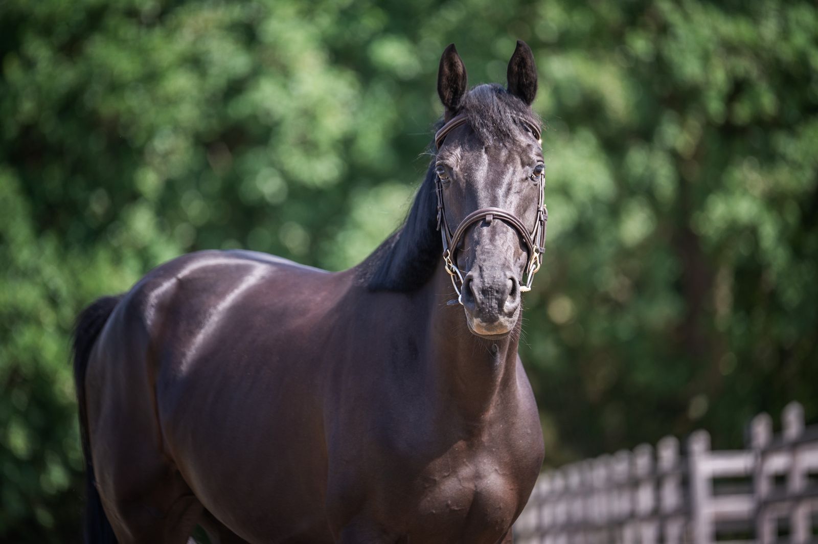 5yo lovely Defender mare x Nabab de Reve