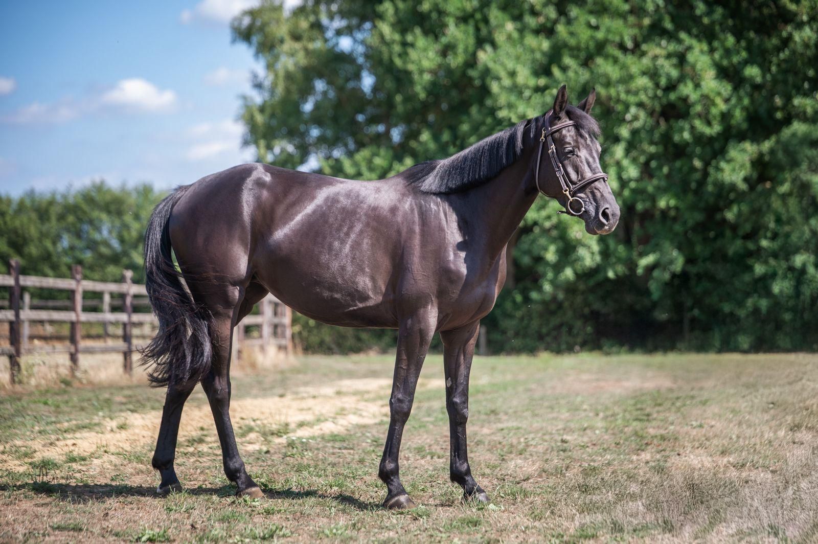 zangersheide springpaard merrie 5 years old zwart for sale - Photo 2