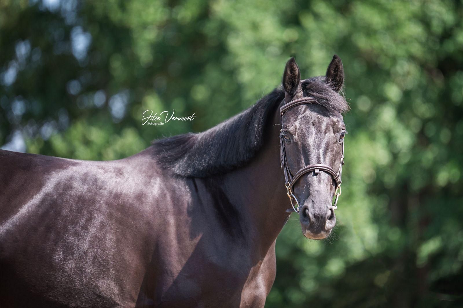zangersheide springpaard merrie 5 years old zwart for sale - Photo 3