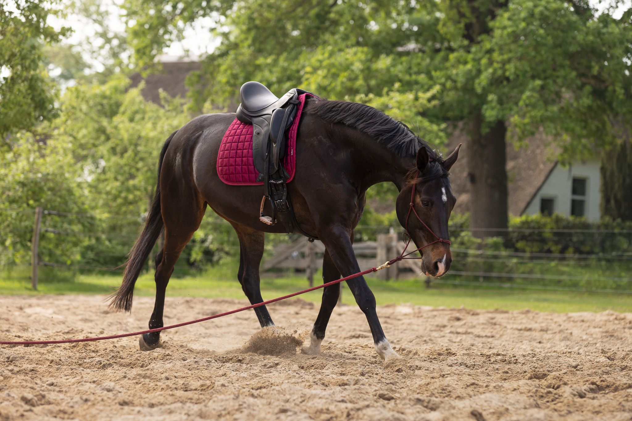 kwpn dressuurpaard ruin 8 jaar donkerbruin te koop - Hoofdfoto