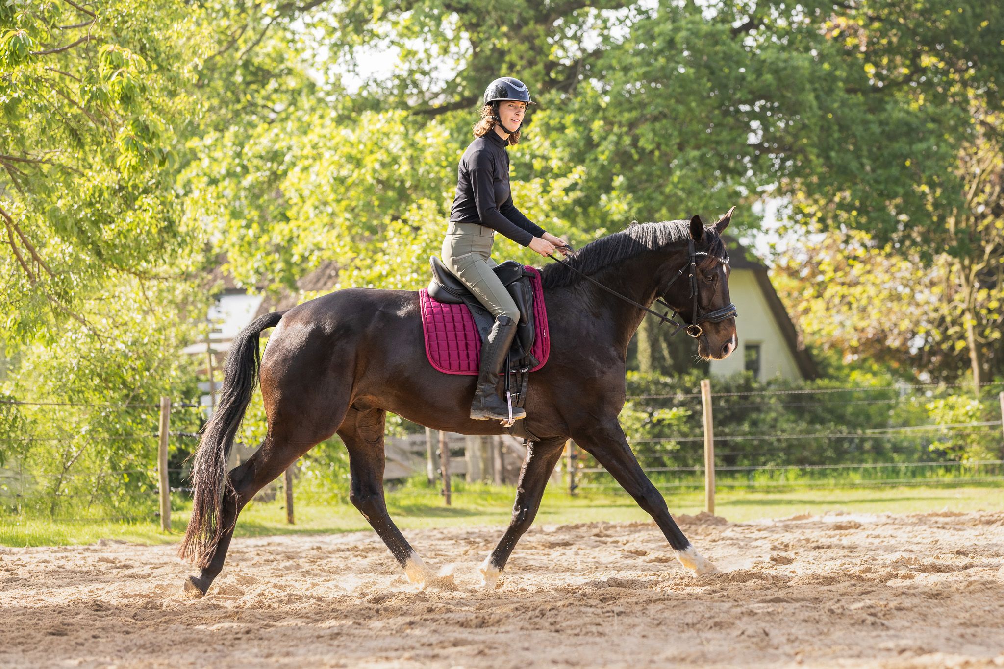 kwpn dressuurpaard ruin 8 jaar donkerbruin te koop - Foto 2
