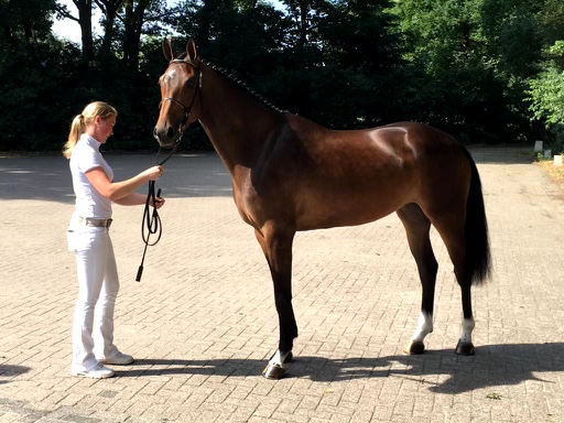 kwpn springpaard merrie 12 år donkerbruin till salu - Foto 2