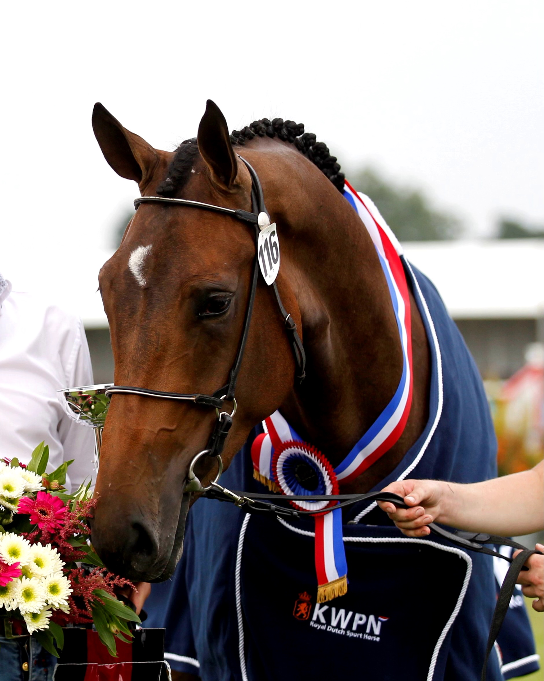 kwpn springpaard merrie 12 år donkerbruin till salu - Foto 3