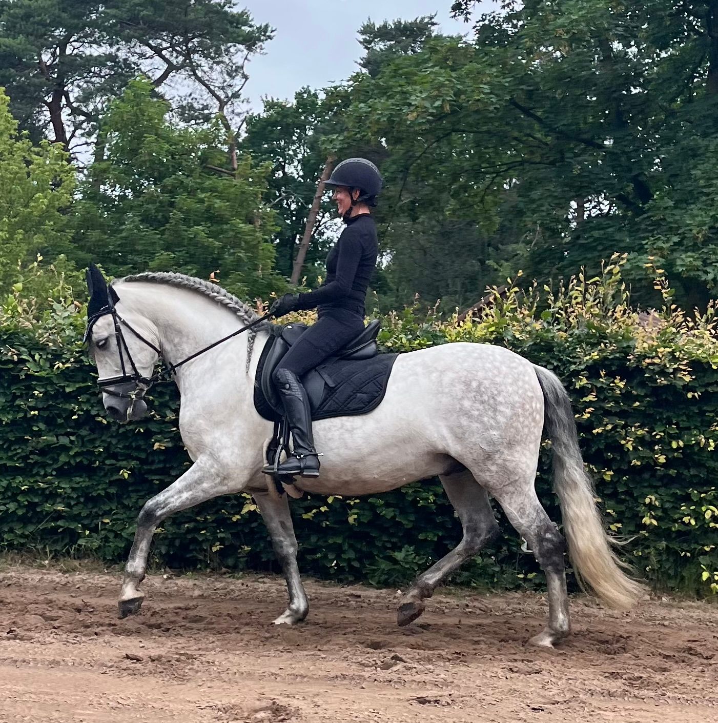 pre dressuurpaard ruin 9 years old schimmel for sale - Photo 2