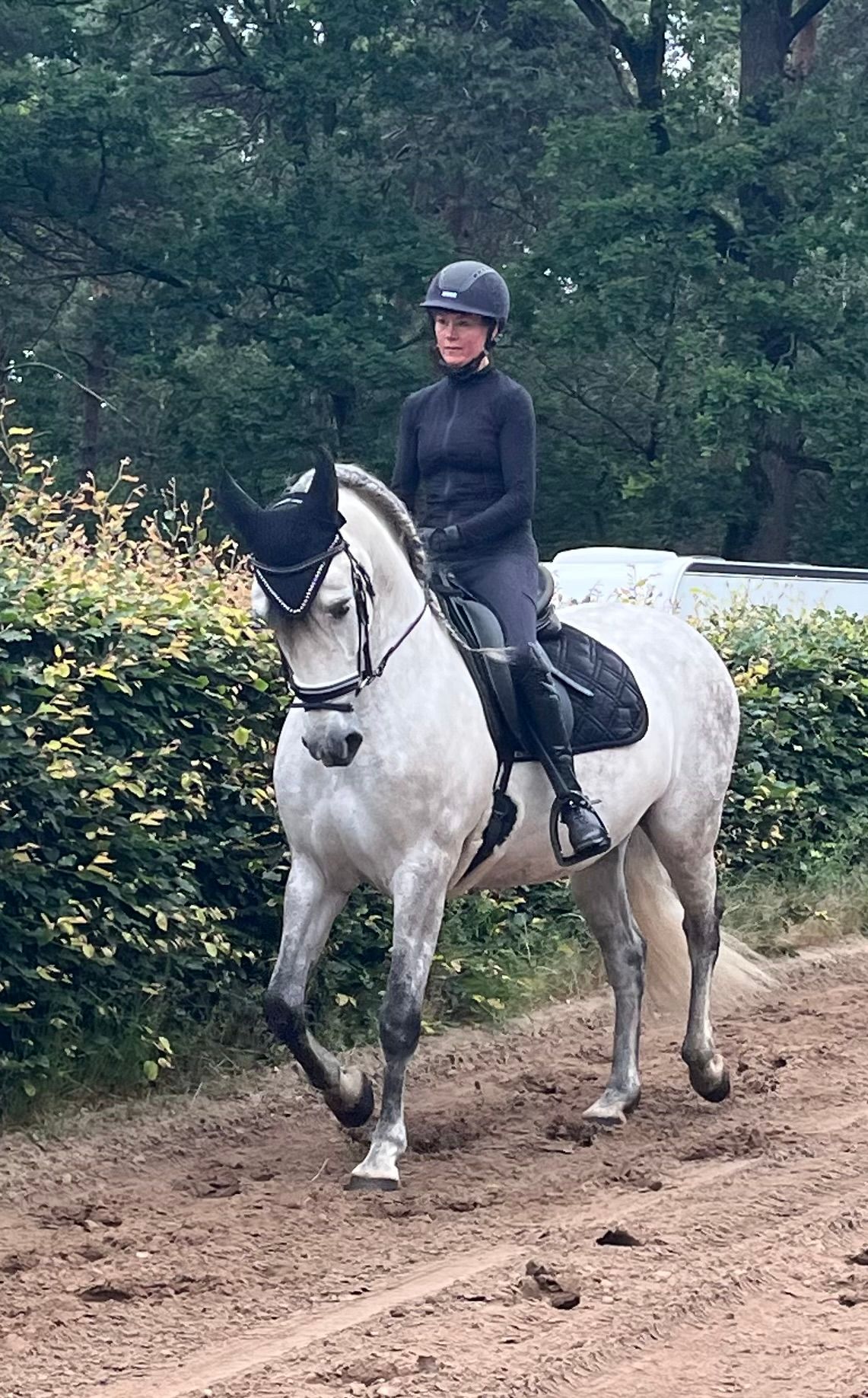 pre dressuurpaard ruin 9 years old schimmel for sale - Photo 6