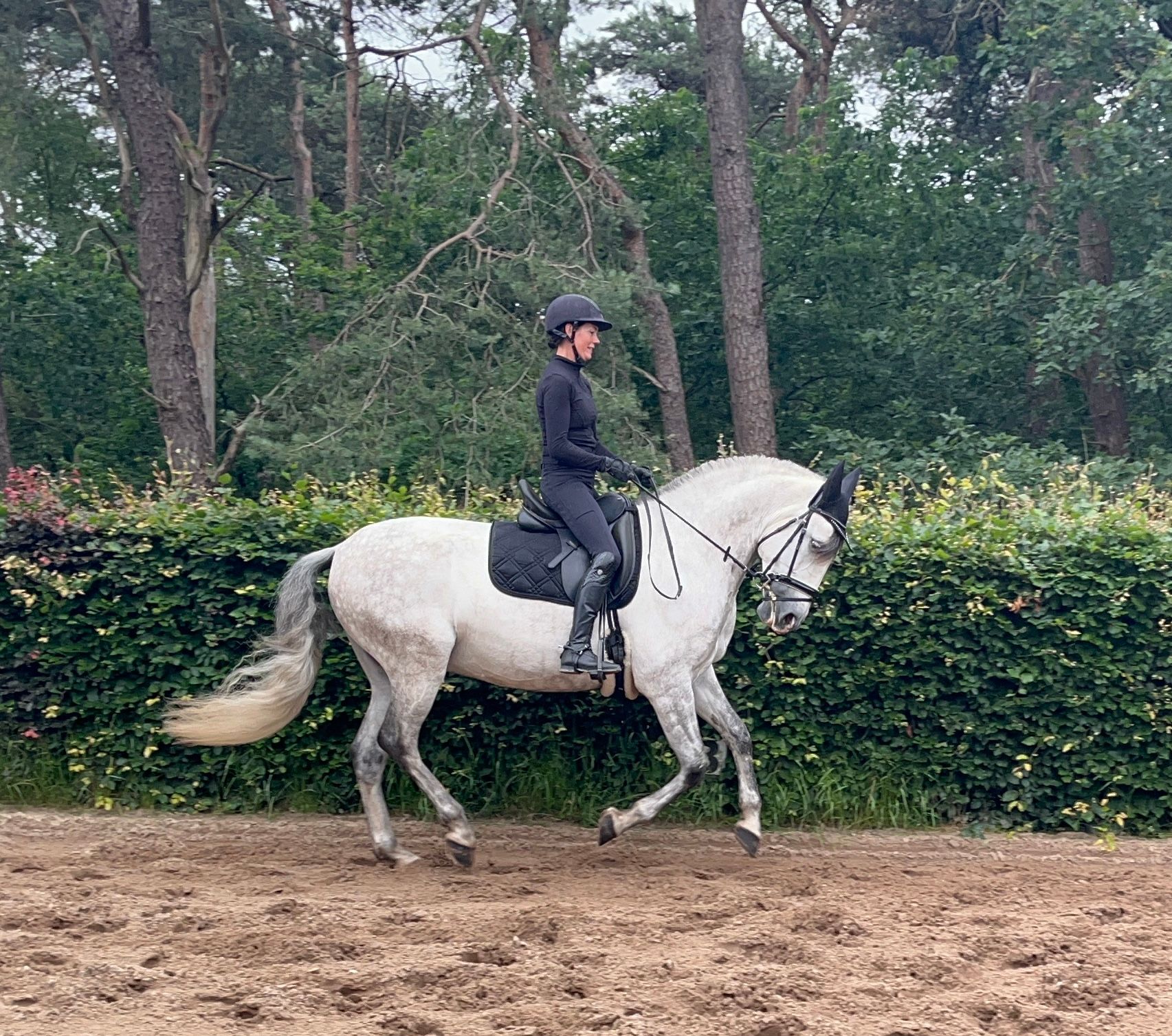 pre dressuurpaard ruin 9 years old schimmel for sale - Photo 4