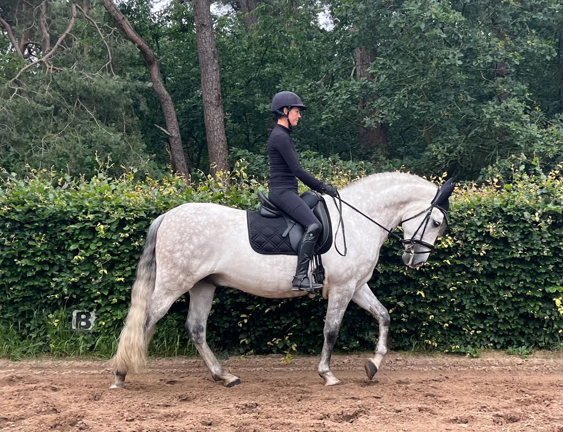 pre dressuurpaard ruin 9 years old schimmel for sale - Photo 3