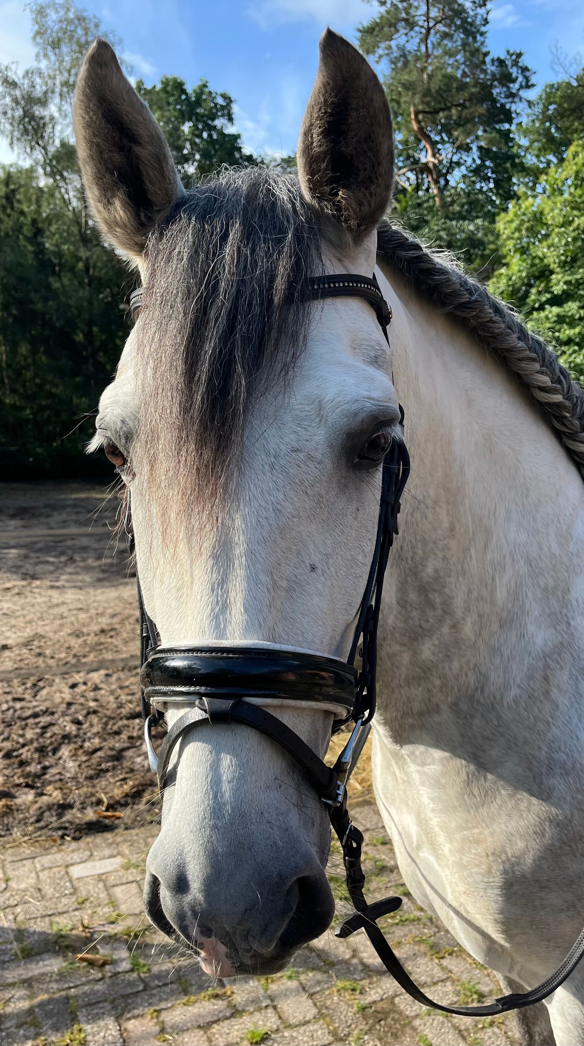 Lindo cavalo PRE tordo castrado (1.60m)