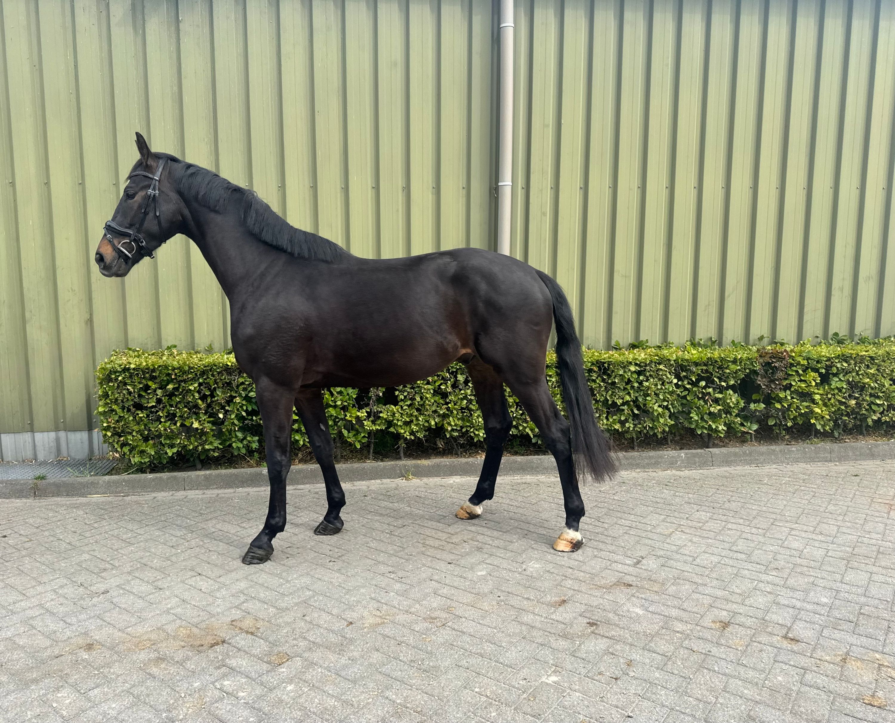 kwpn dressuurpaard ruin 3 years old donkerbruin for sale - Main photo