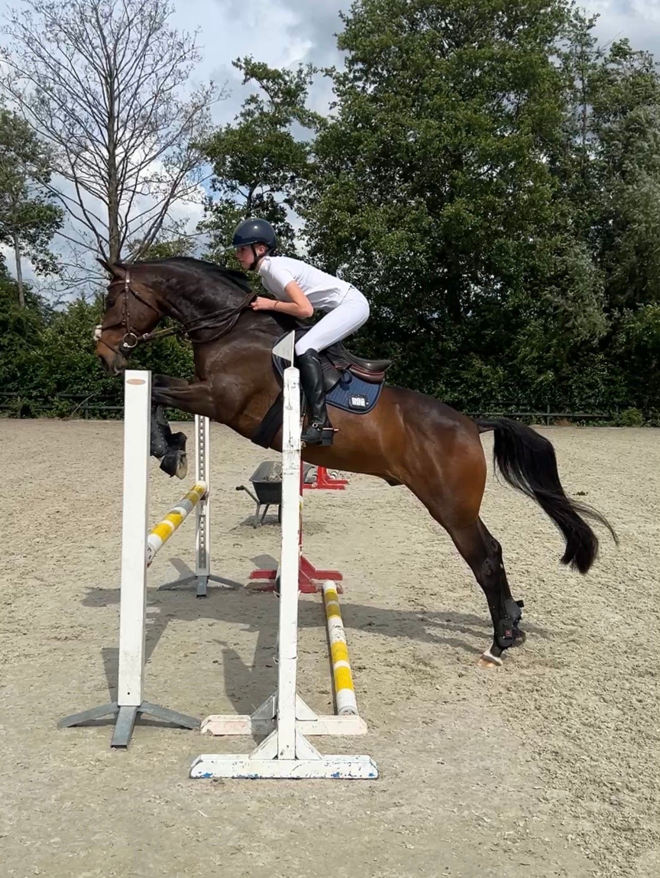 welsh allround-pony ruin 11 años donkerbruin en venta - Foto 6