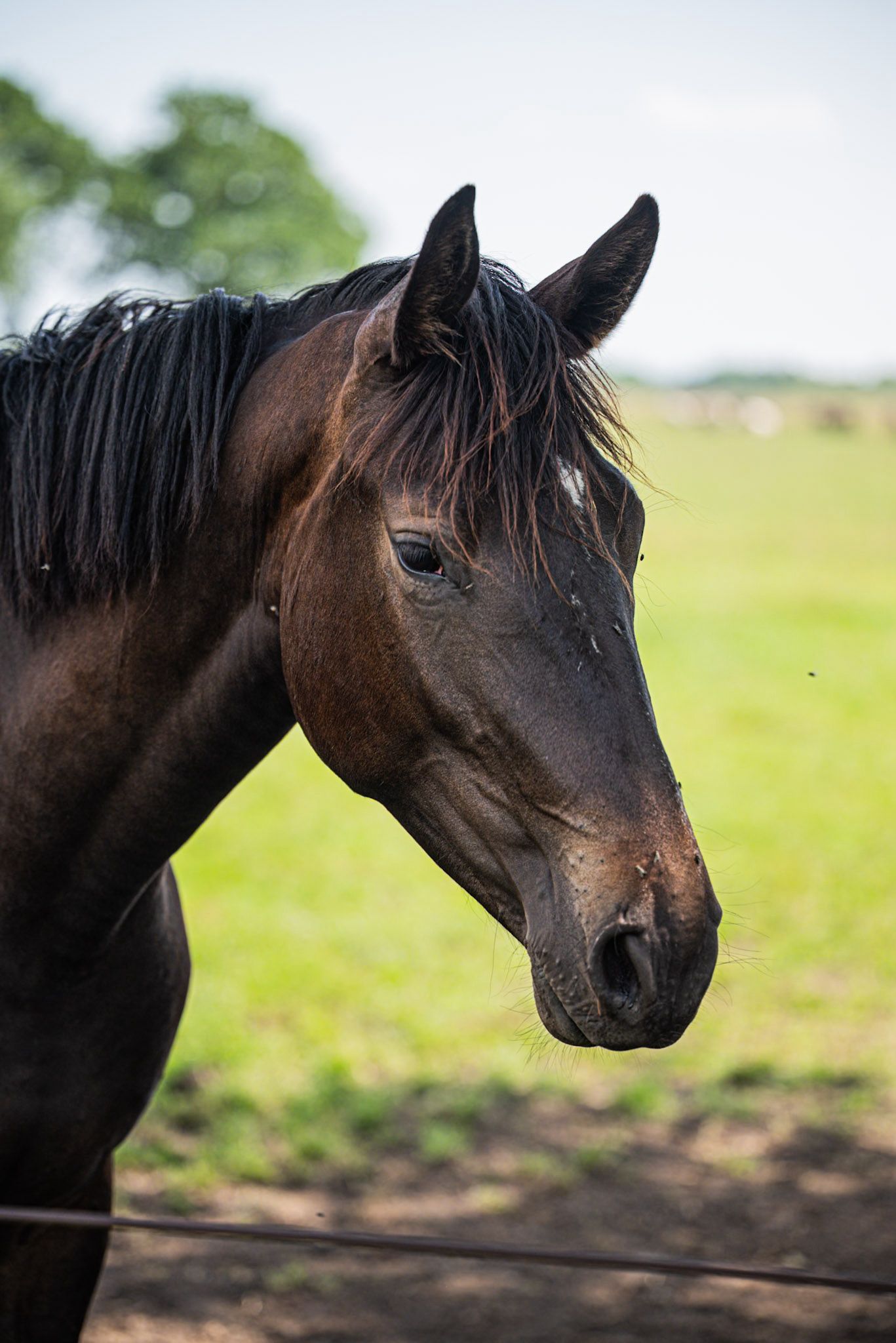 2.5-year-old show jumping mare for sale