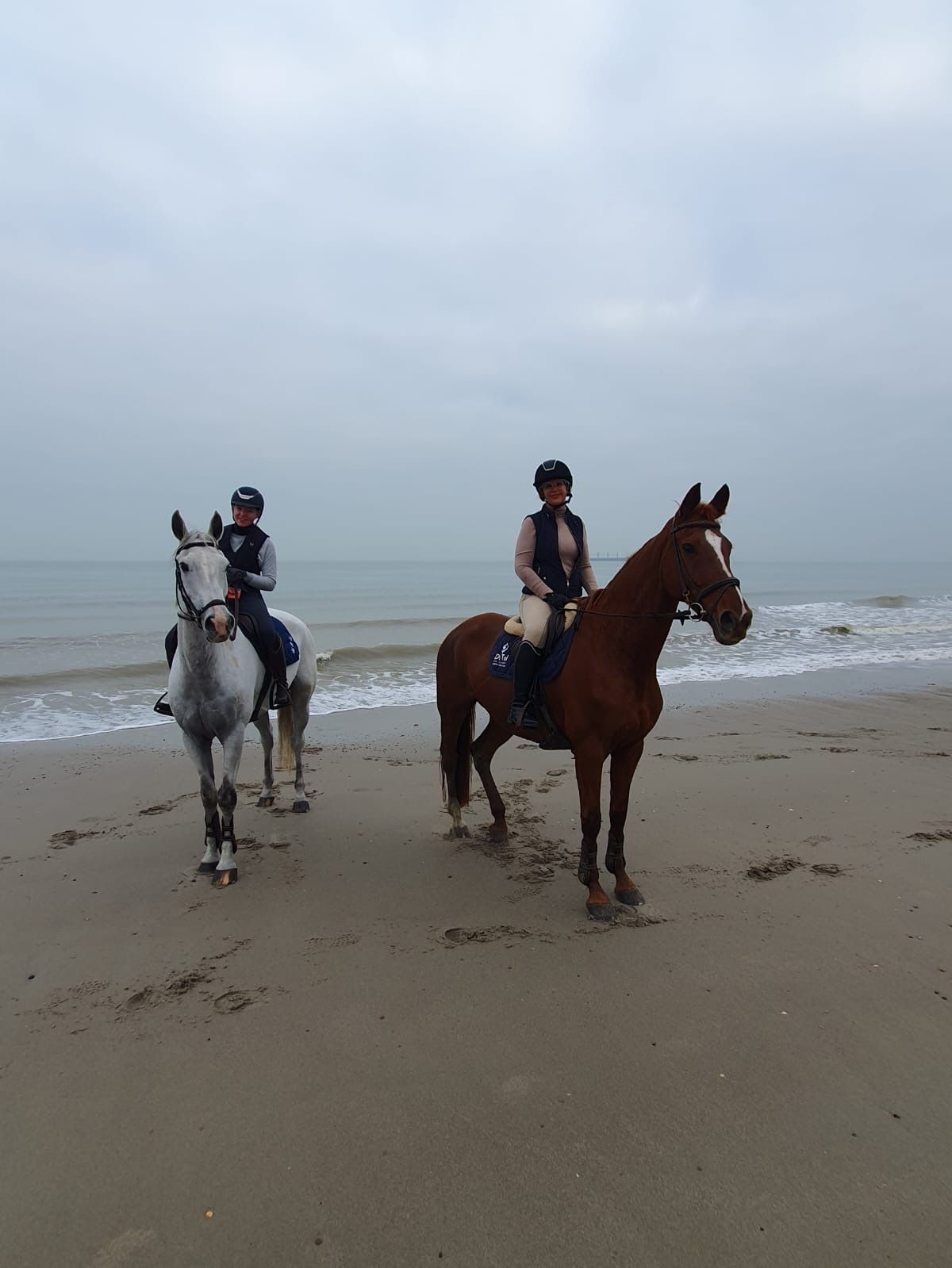 kwpn recreatie-paard merrie 15 years old vos for sale - Photo 2
