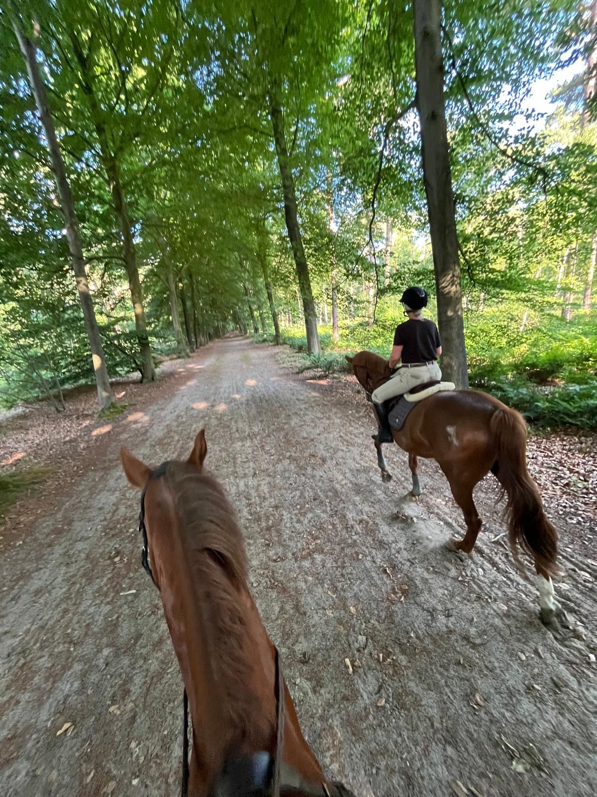kwpn recreatie-paard merrie 15 years old vos for sale - Photo 3