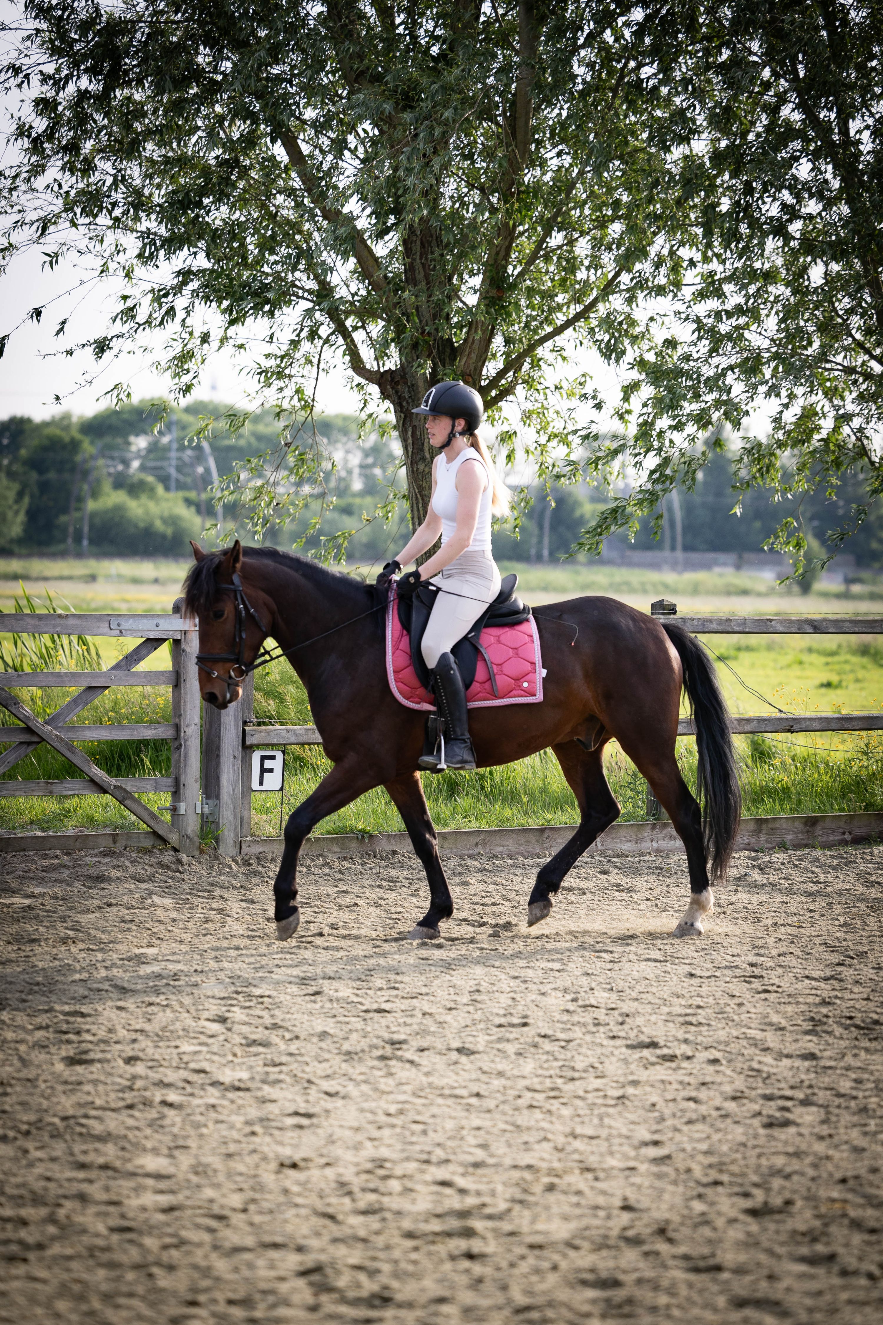 allround-pony ruin 6 years old bruin for sale - Main photo
