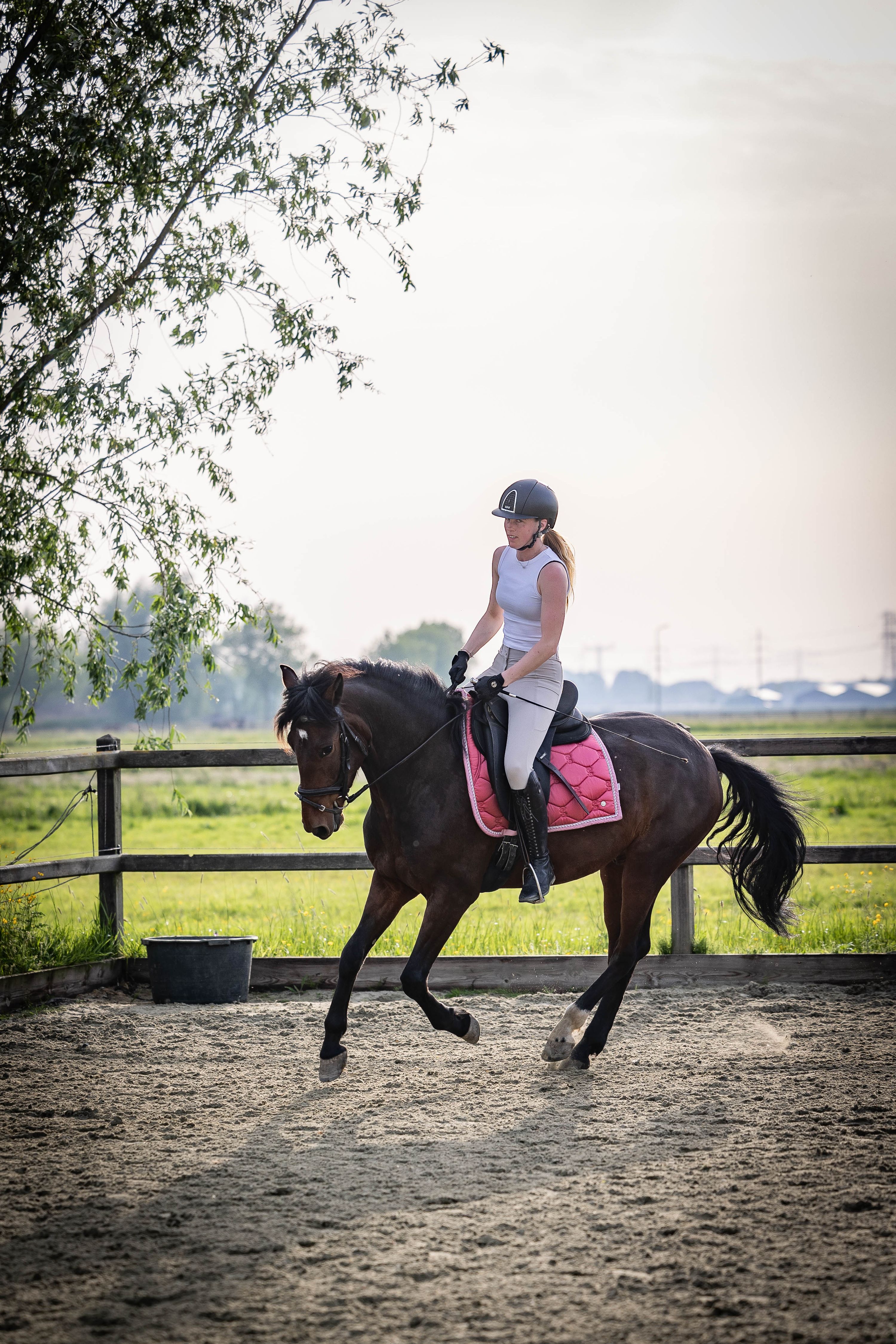 allround-pony ruin 6 years old bruin for sale - Photo 5
