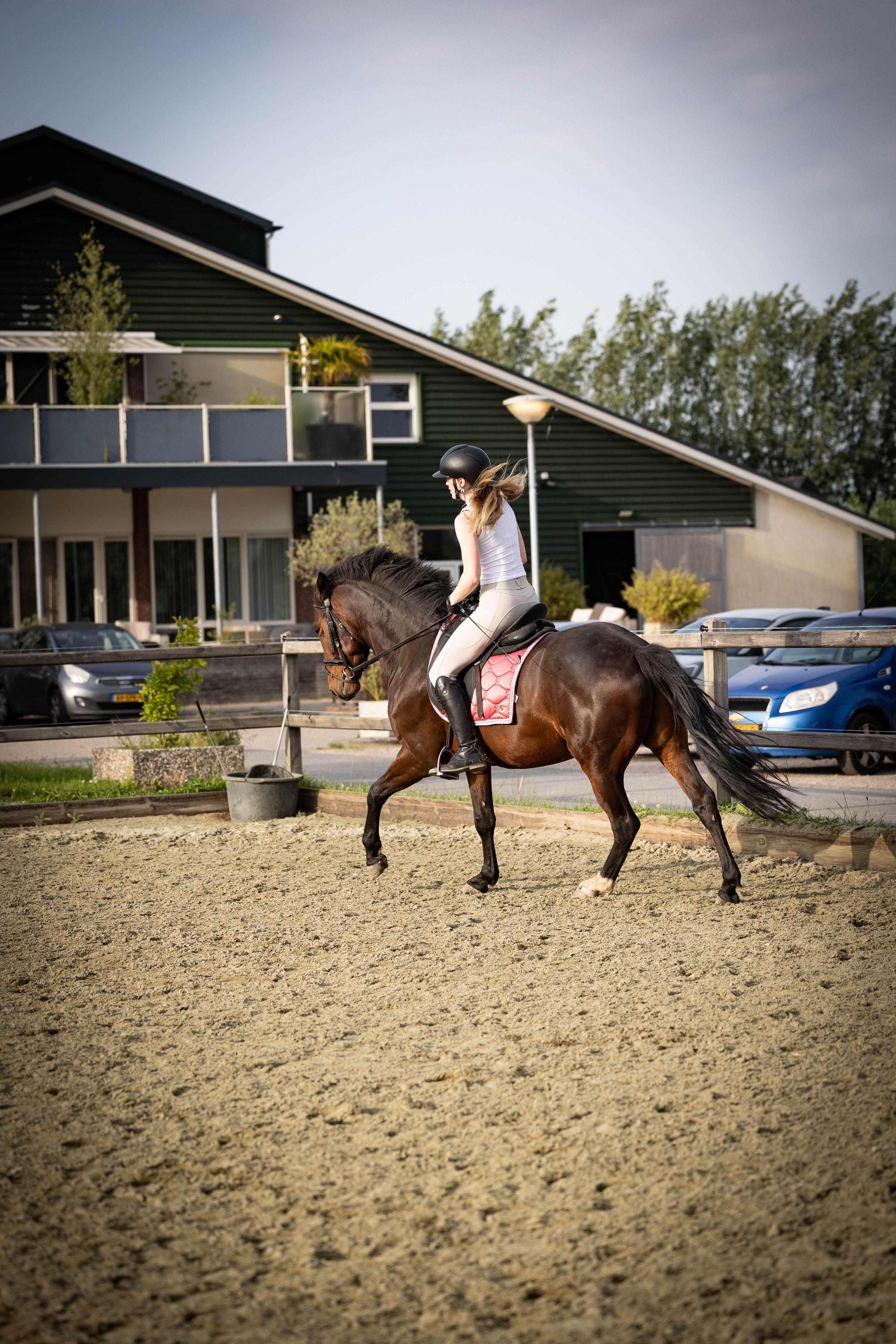 allround-pony ruin 6 years old bruin for sale - Photo 4