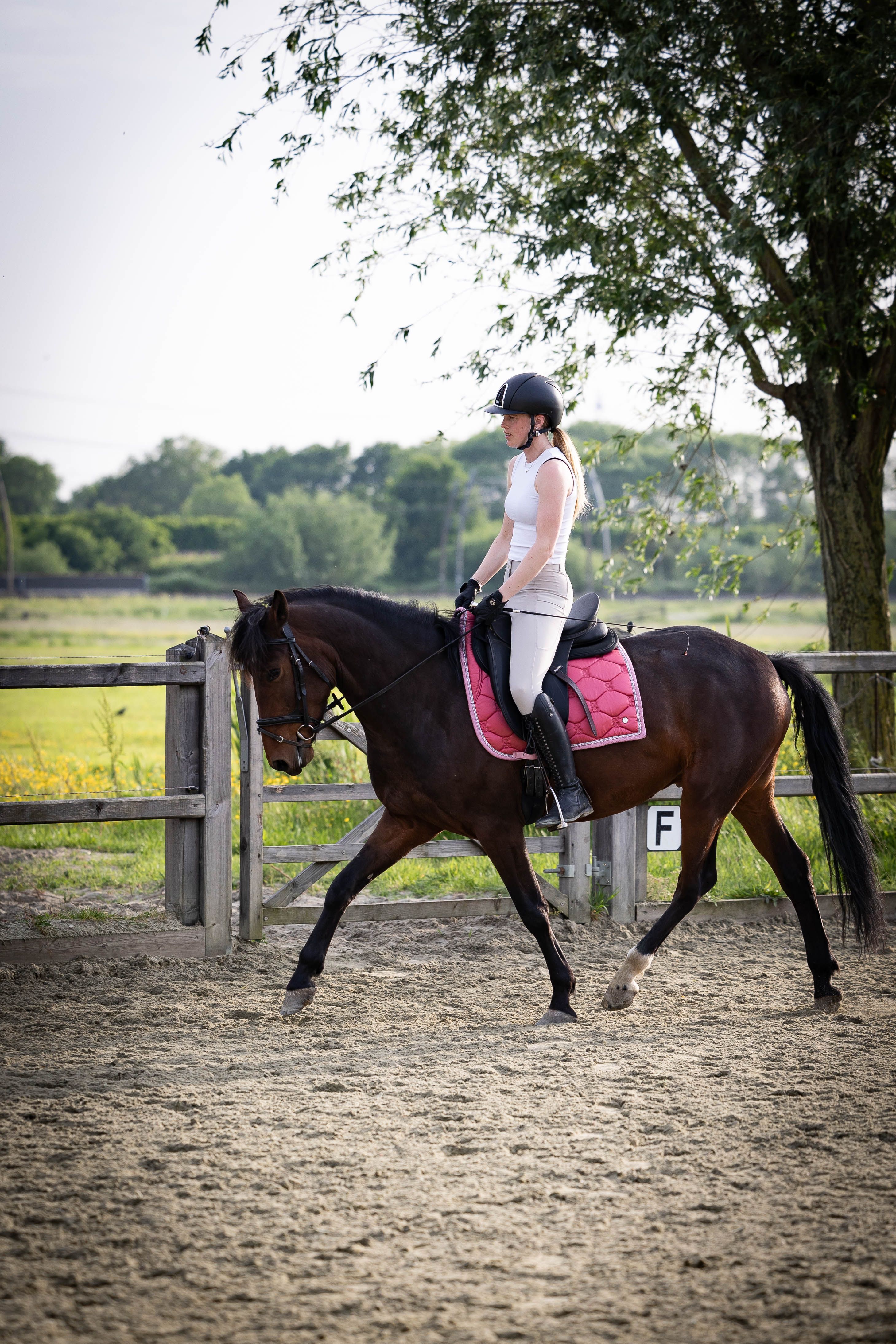 allround-pony ruin 6 years old bruin for sale - Photo 3