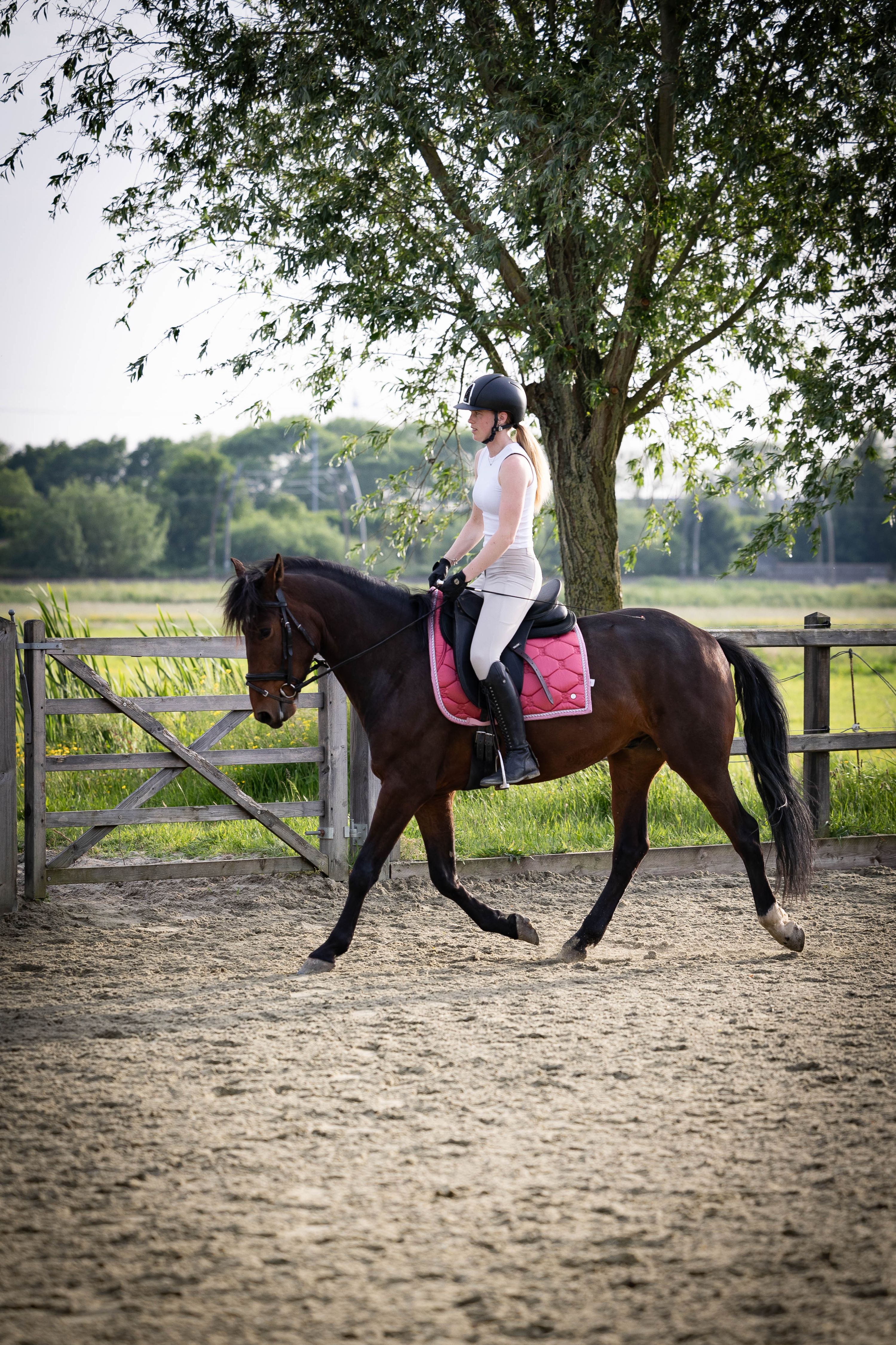 allround-pony ruin 6 years old bruin for sale - Photo 2