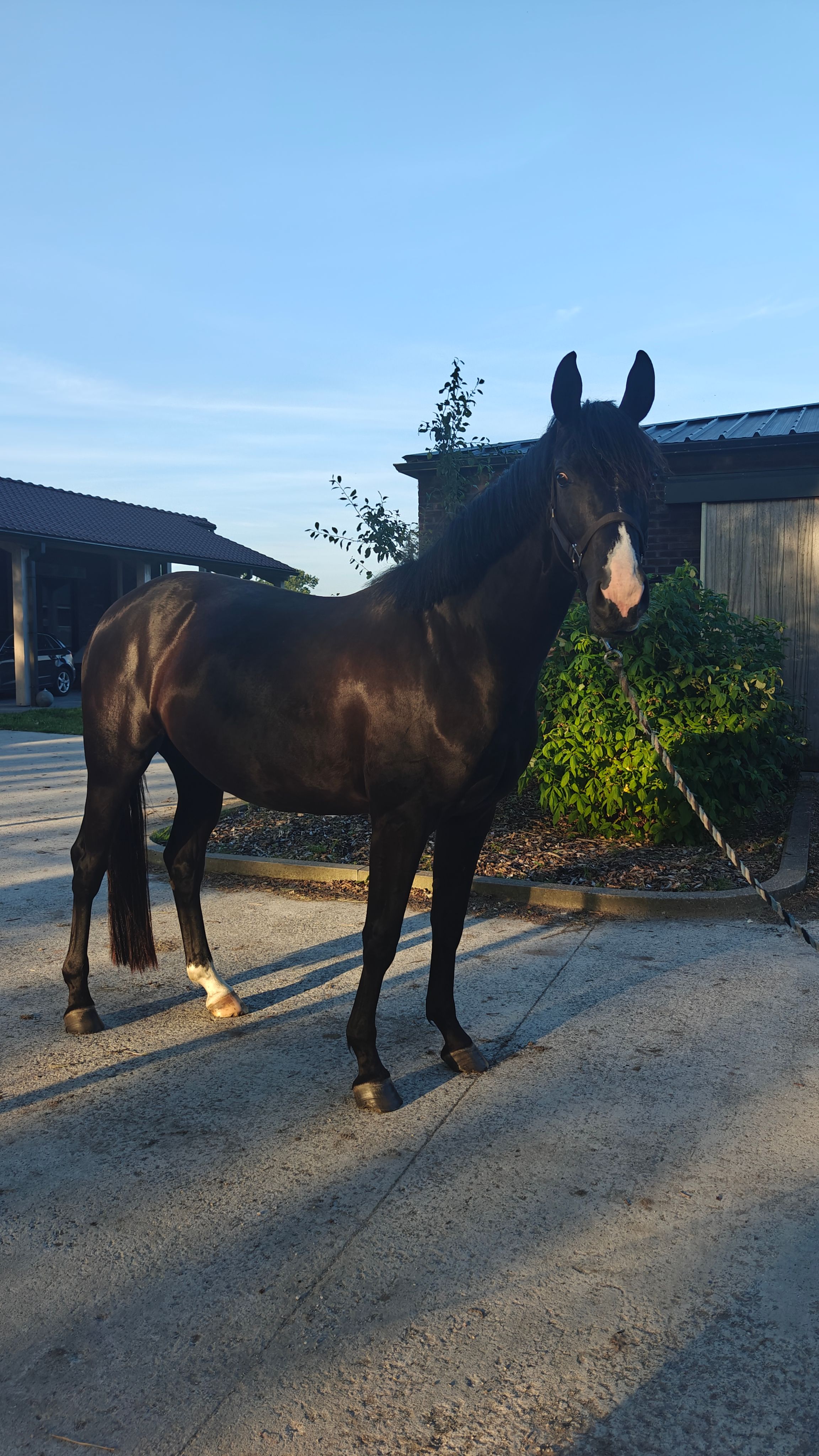 Beautiful black lady's horse that you can still fully shape to your hand!