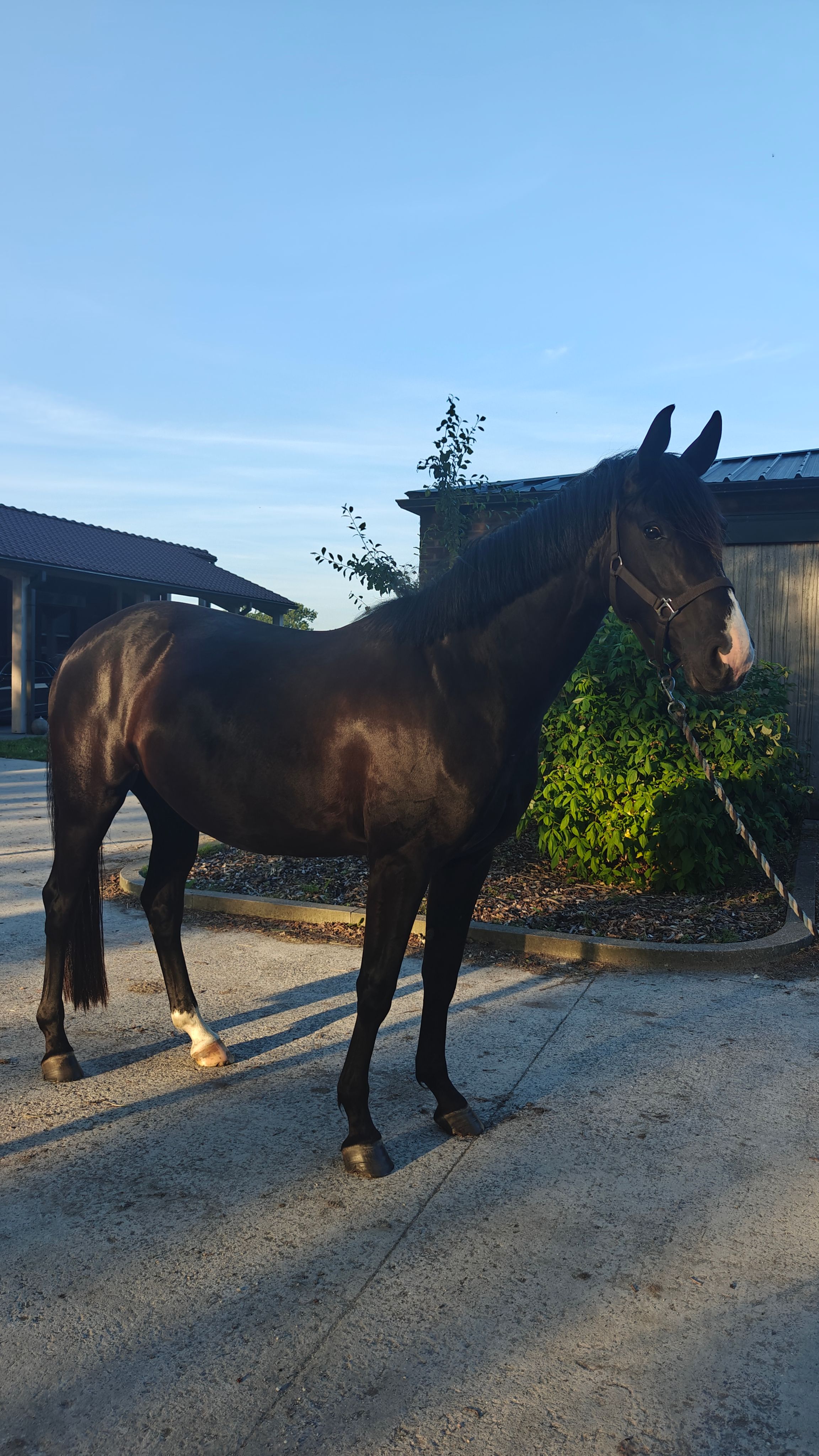 bwp dressuurpaard merrie 4 years old zwart for sale - Photo 2