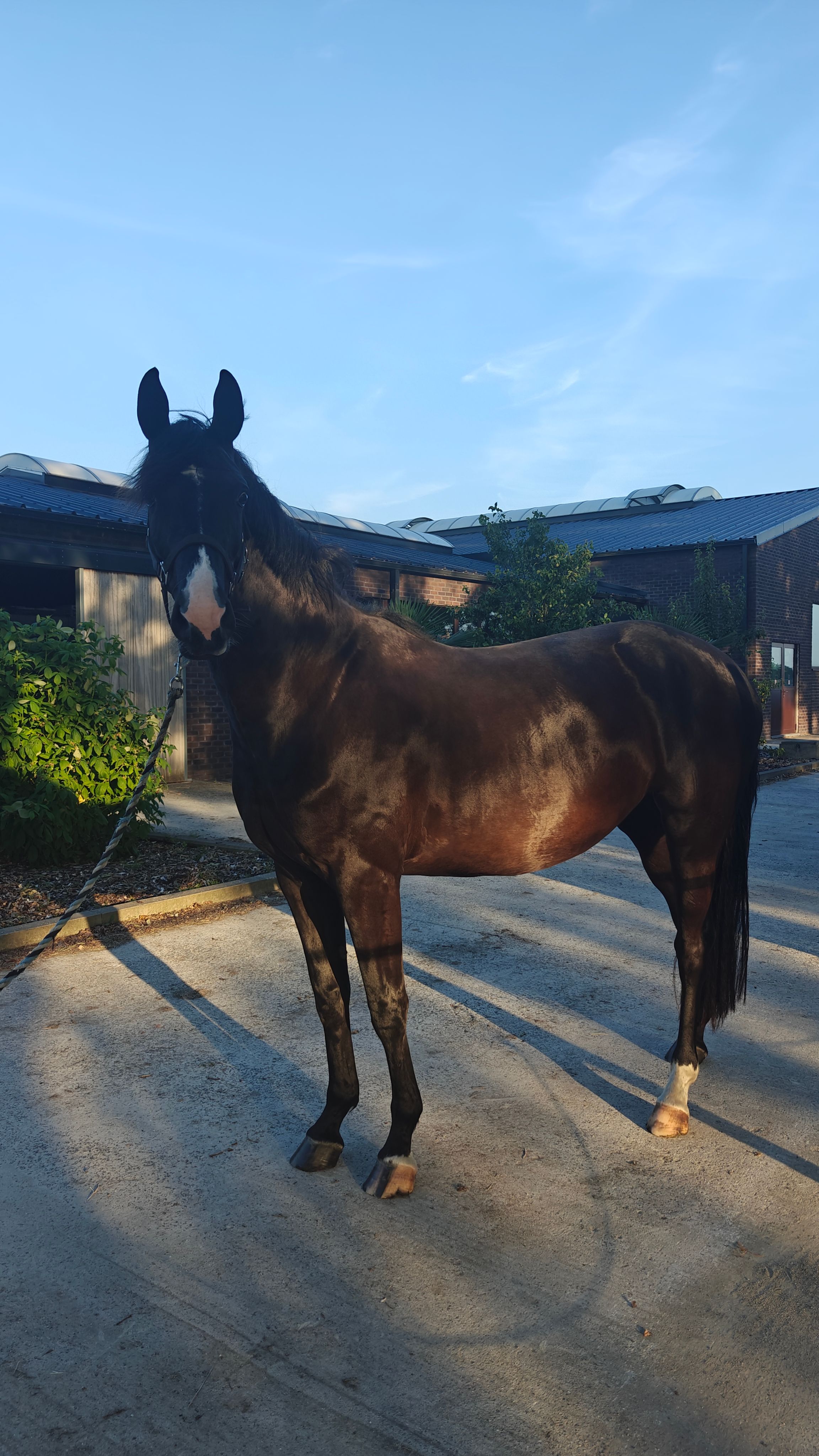 bwp dressuurpaard merrie 4 years old zwart for sale - Photo 3