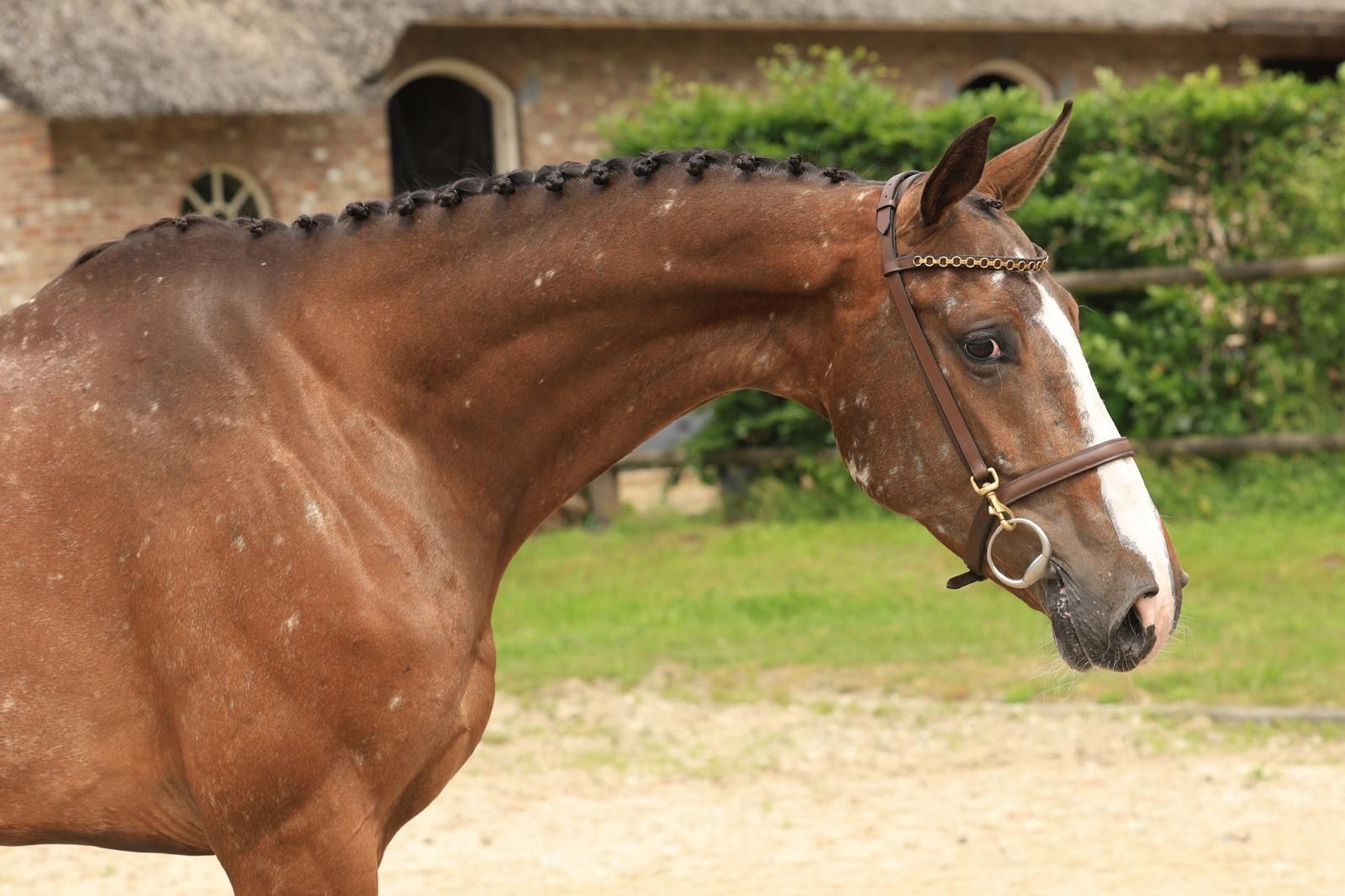 zangersheide springpaard merrie 7 years old andere-kleur for sale - Main photo