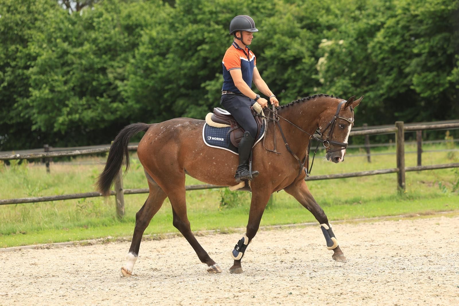 zangersheide springpaard merrie 7 years old andere-kleur for sale - Photo 3