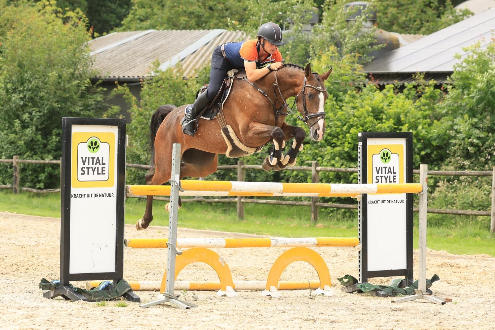 zangersheide springpaard merrie 7 years old andere-kleur for sale - Photo 5