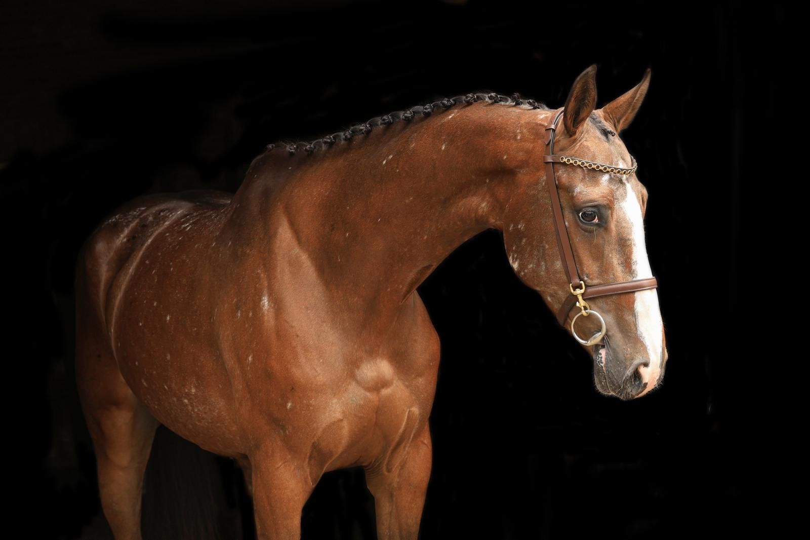 zangersheide springpaard merrie 7 years old andere-kleur for sale - Photo 2