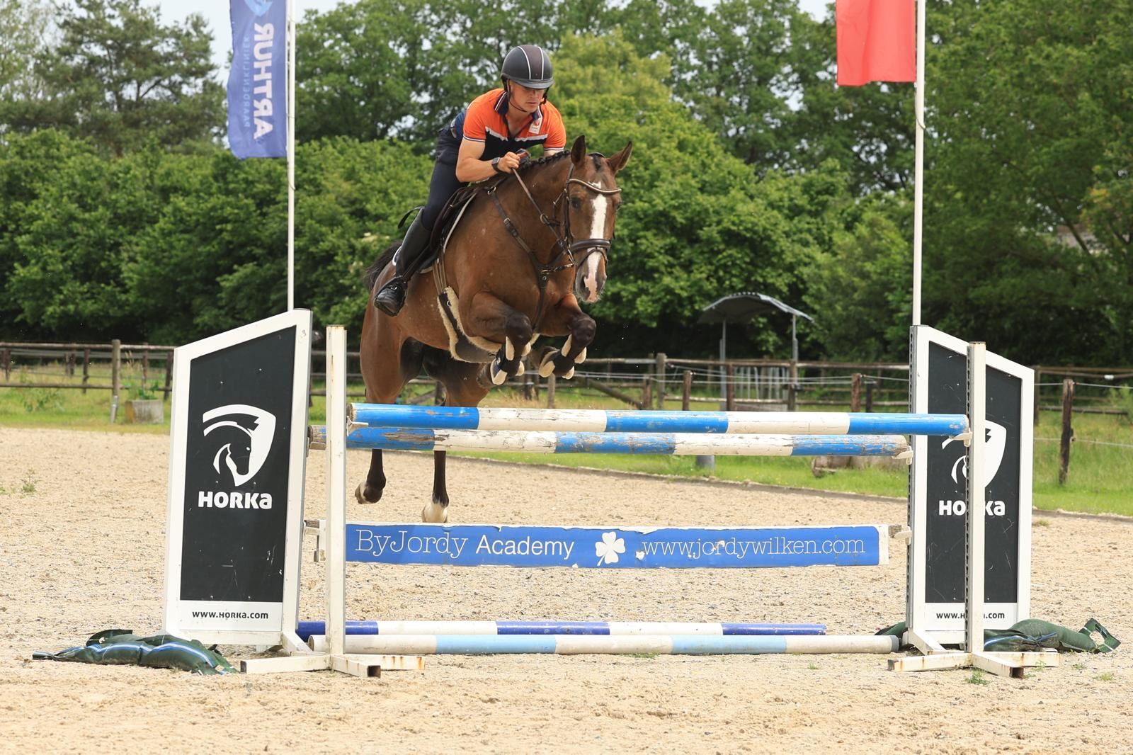 zangersheide springpaard merrie 7 years old andere-kleur for sale - Photo 6