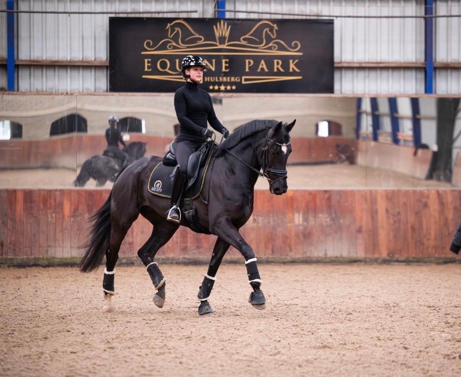 kwpn dressuurpaard merrie 5 jaar zwart te koop - Foto 2