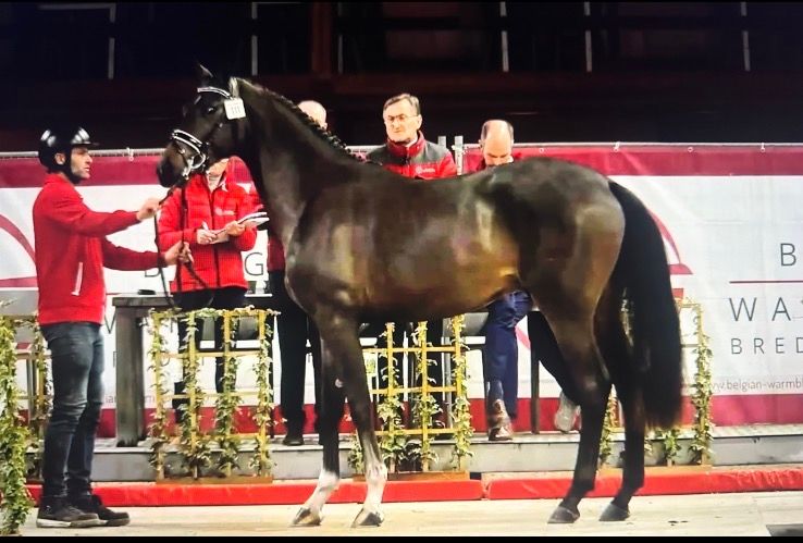 3yo dressage stallion