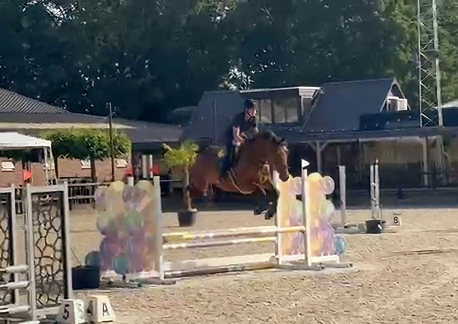 bwp springpaard ruin 4 years old bruin for sale - Photo 2