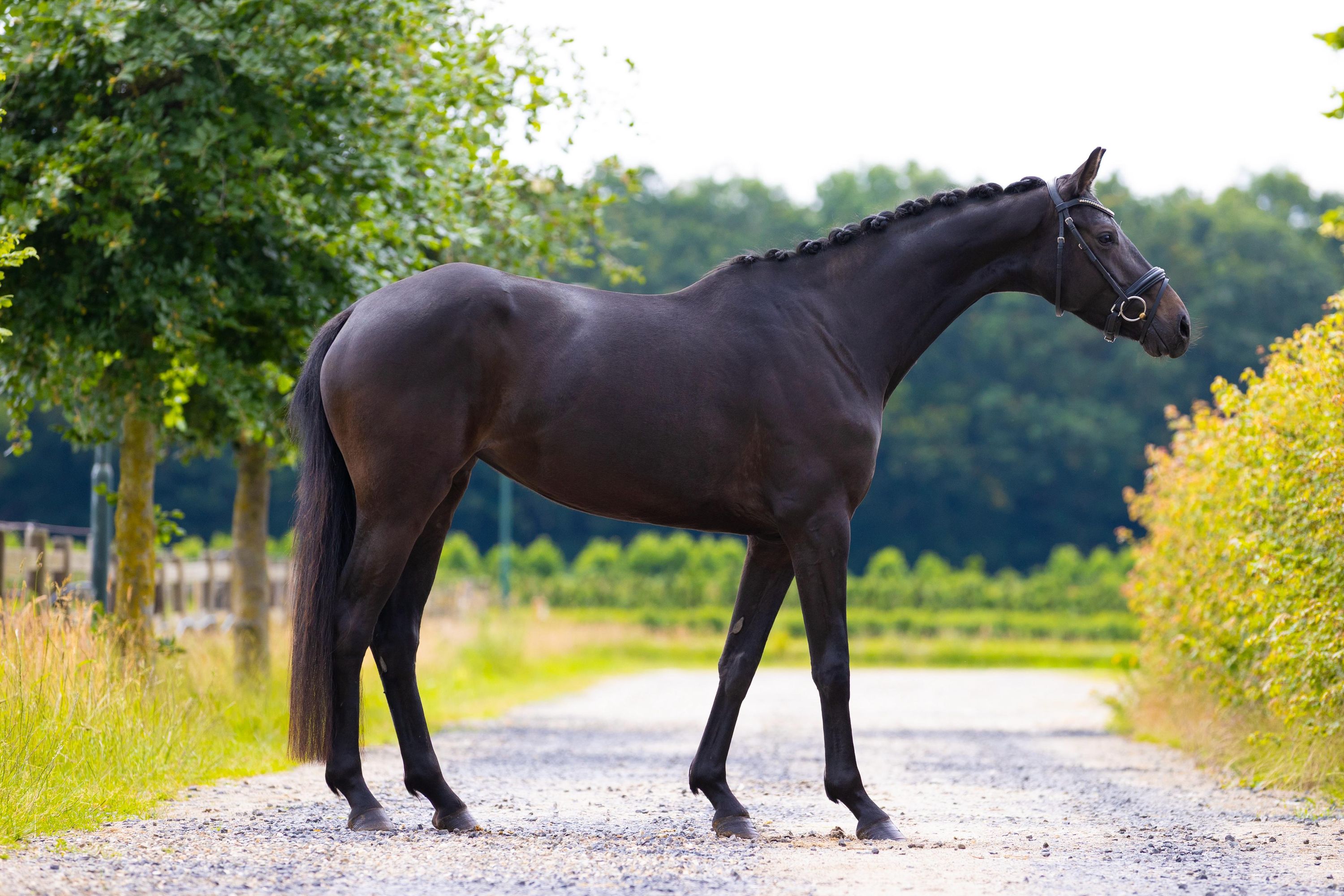kwpn dressuurpaard merrie 4 years old zwart for sale - Photo 2