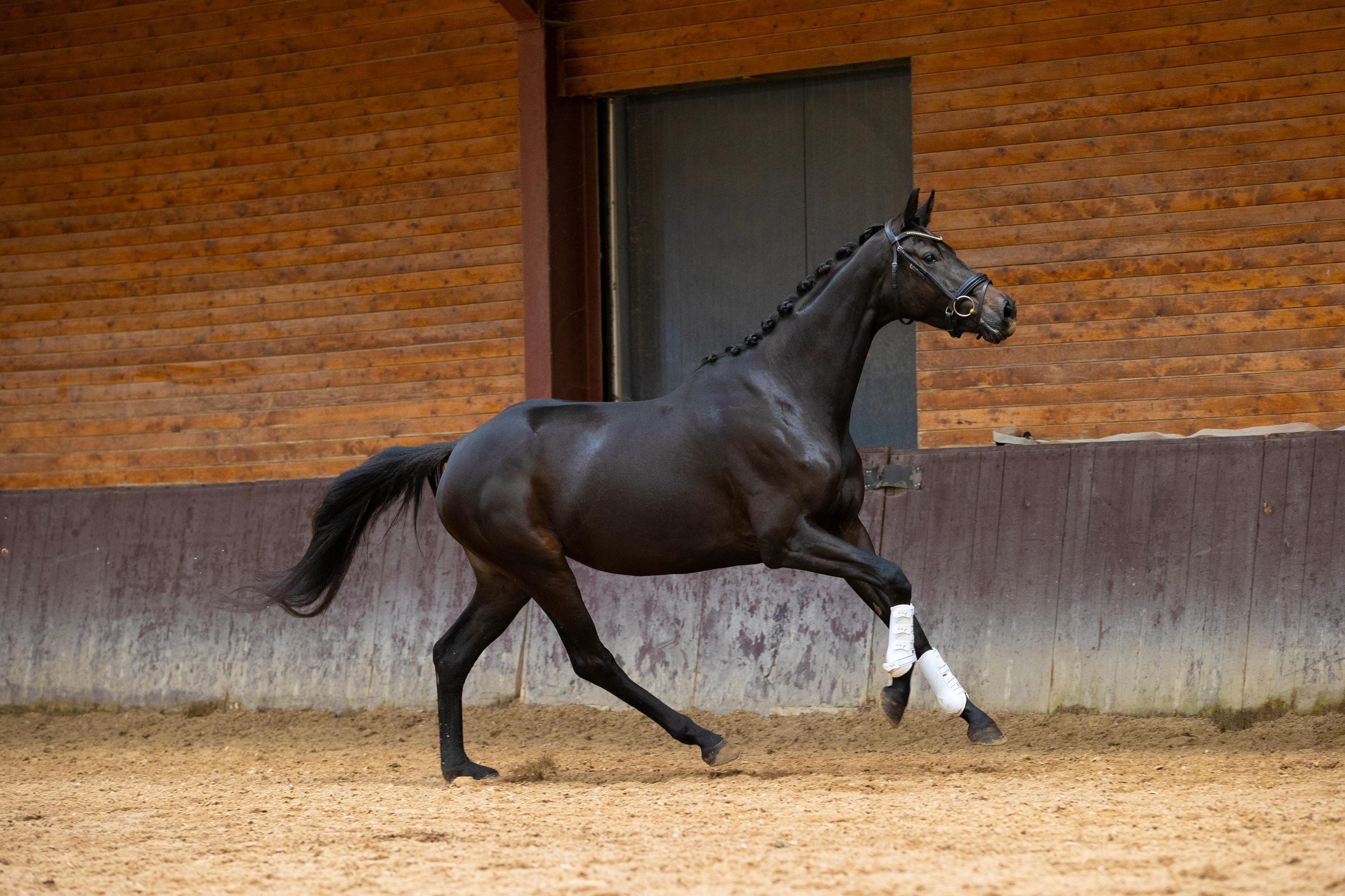 kwpn dressuurpaard merrie 4 years old zwart for sale - Photo 4