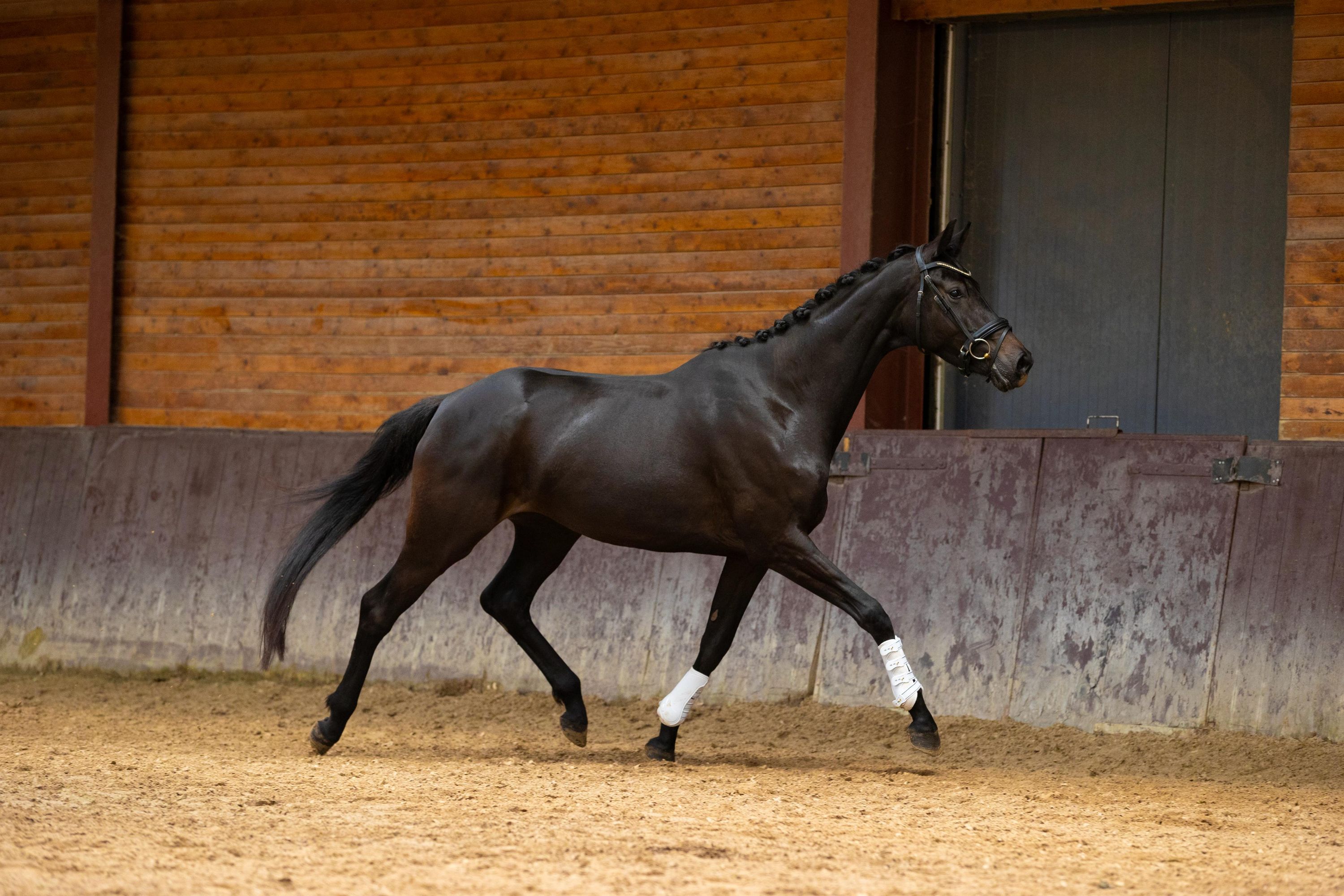 kwpn dressuurpaard merrie 4 years old zwart for sale - Photo 3