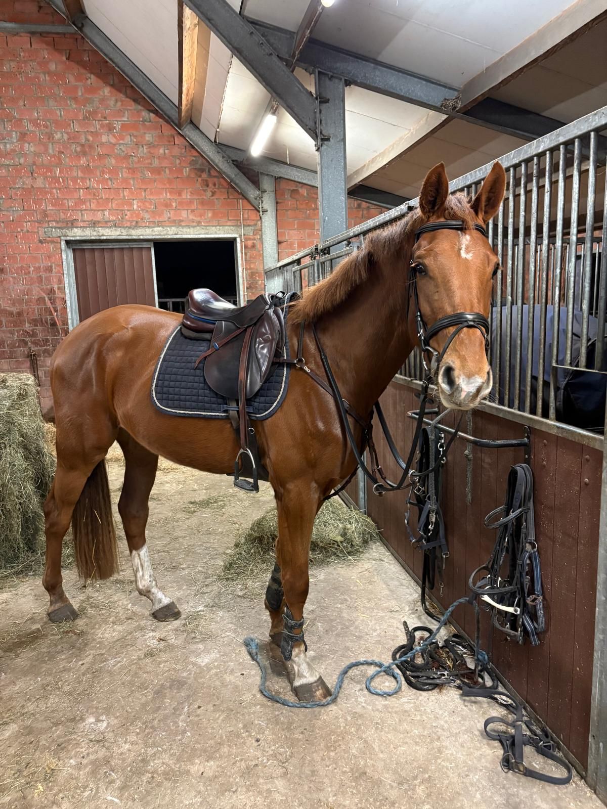 bwp springpaard ruin 4 jaar te koop - Hoofdfoto